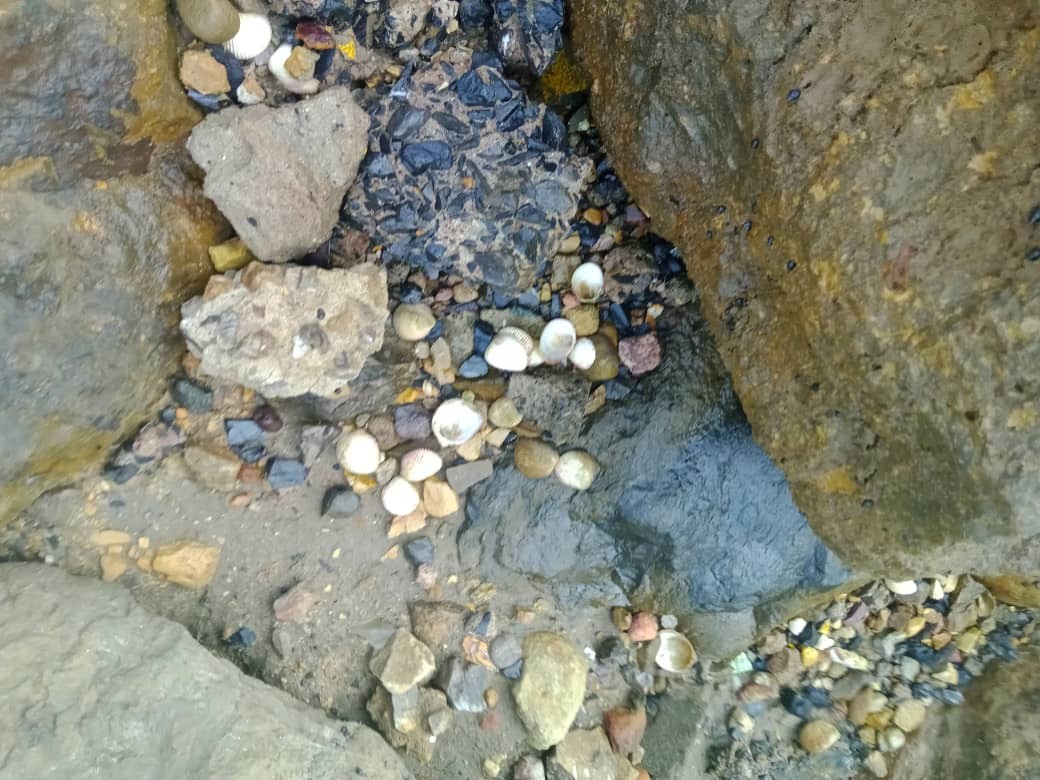cangrejos y más (15).jpeg