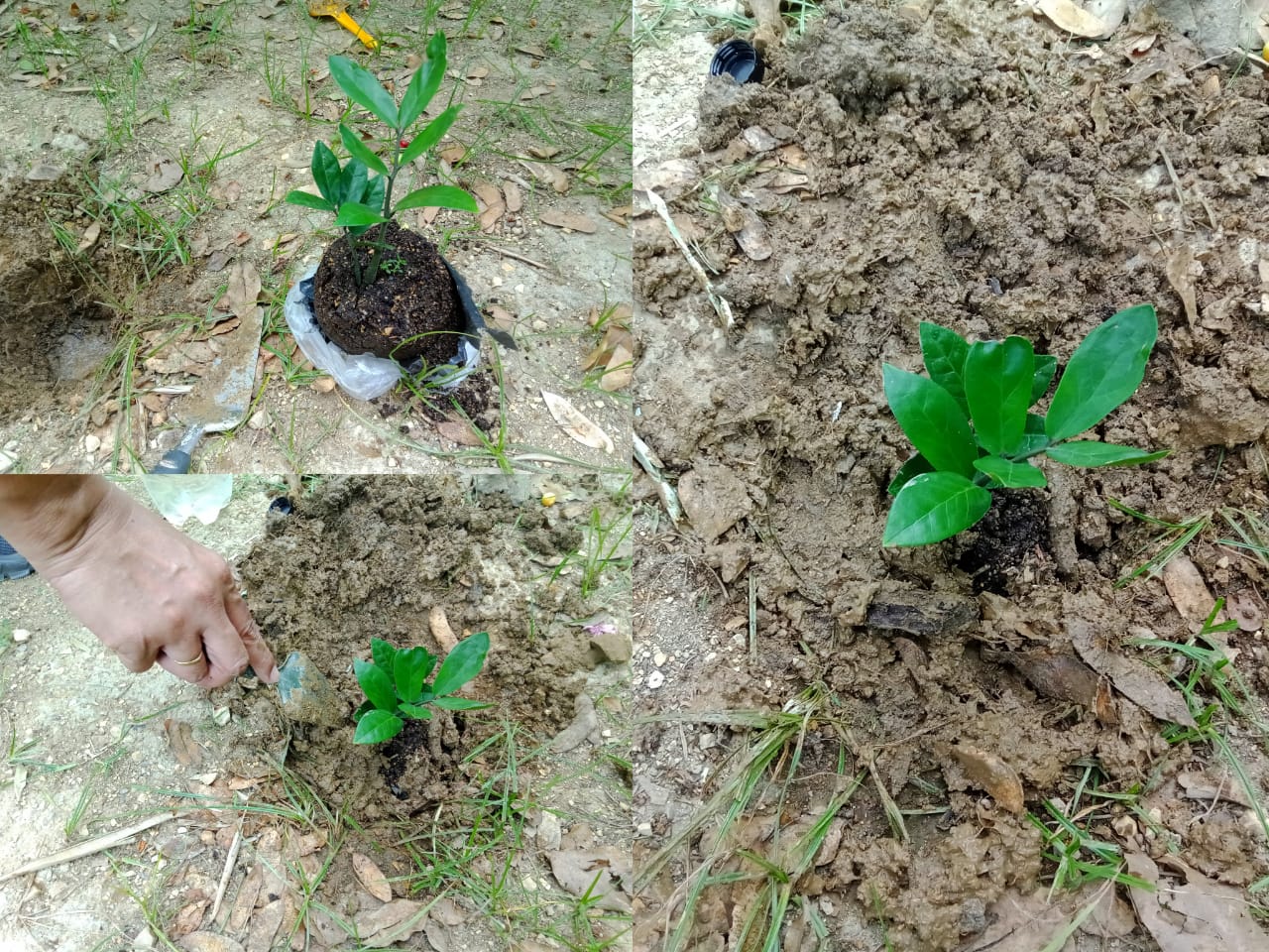 plant a tree (14).jpeg
