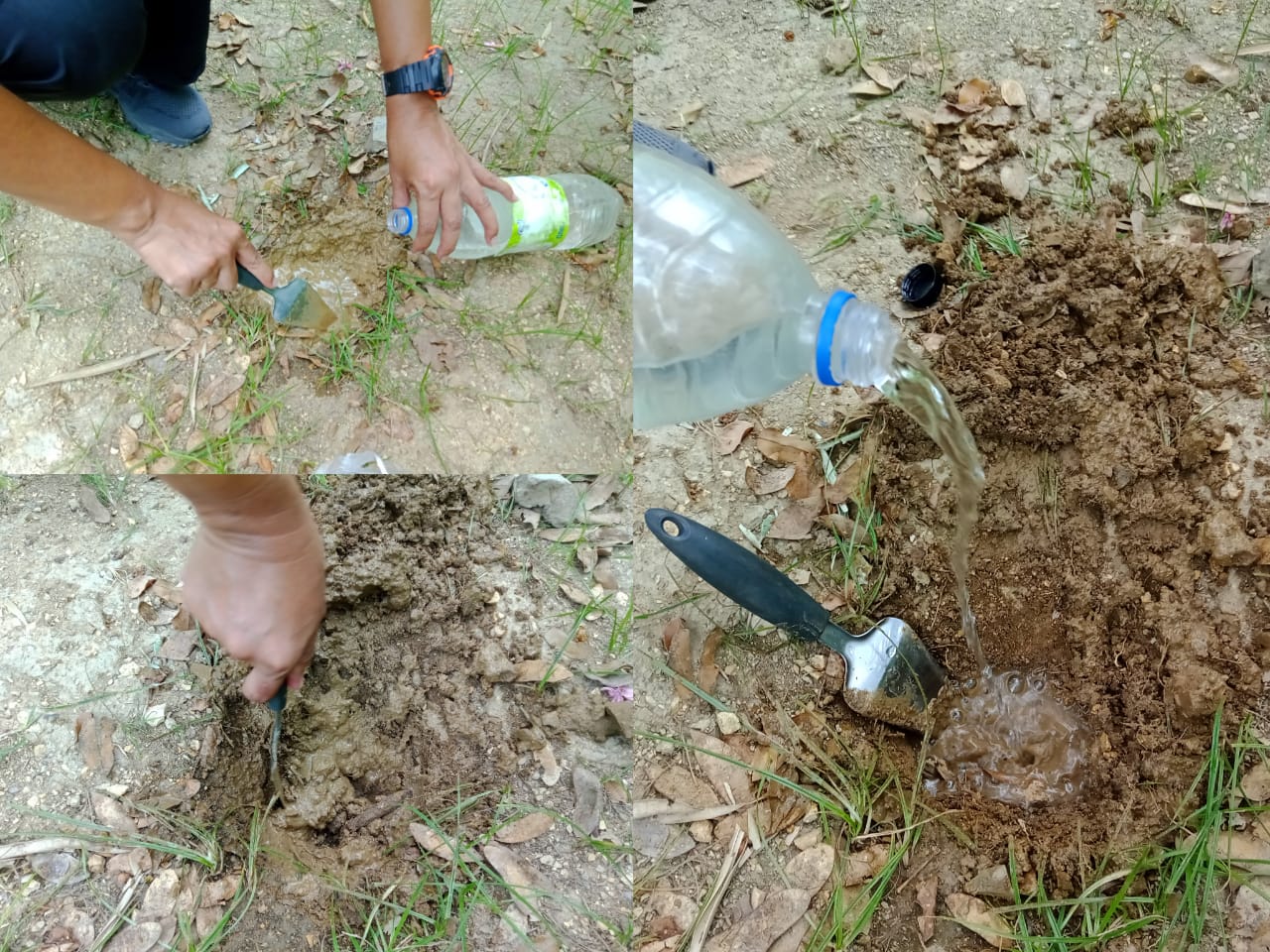 plant a tree (12).jpeg