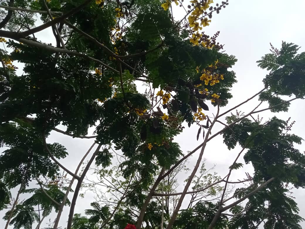 flores y más (2).jpeg