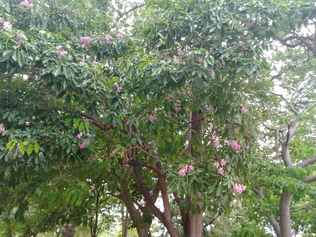 parque (7).jpeg