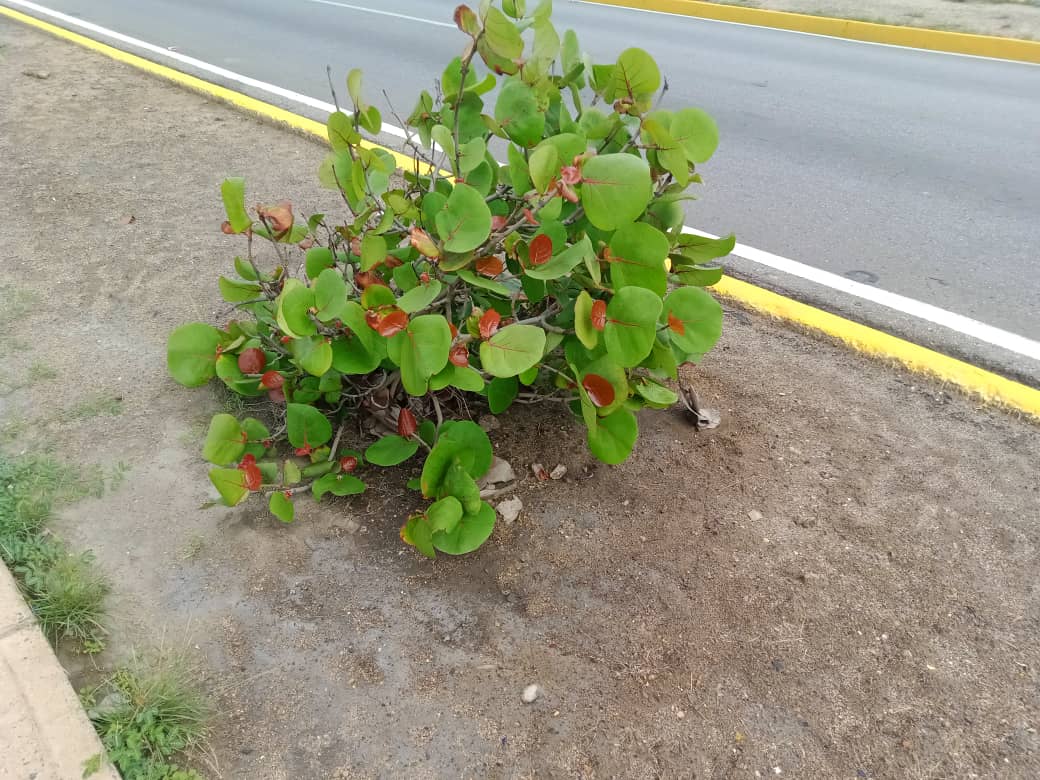 cangrejos y más (21).jpeg