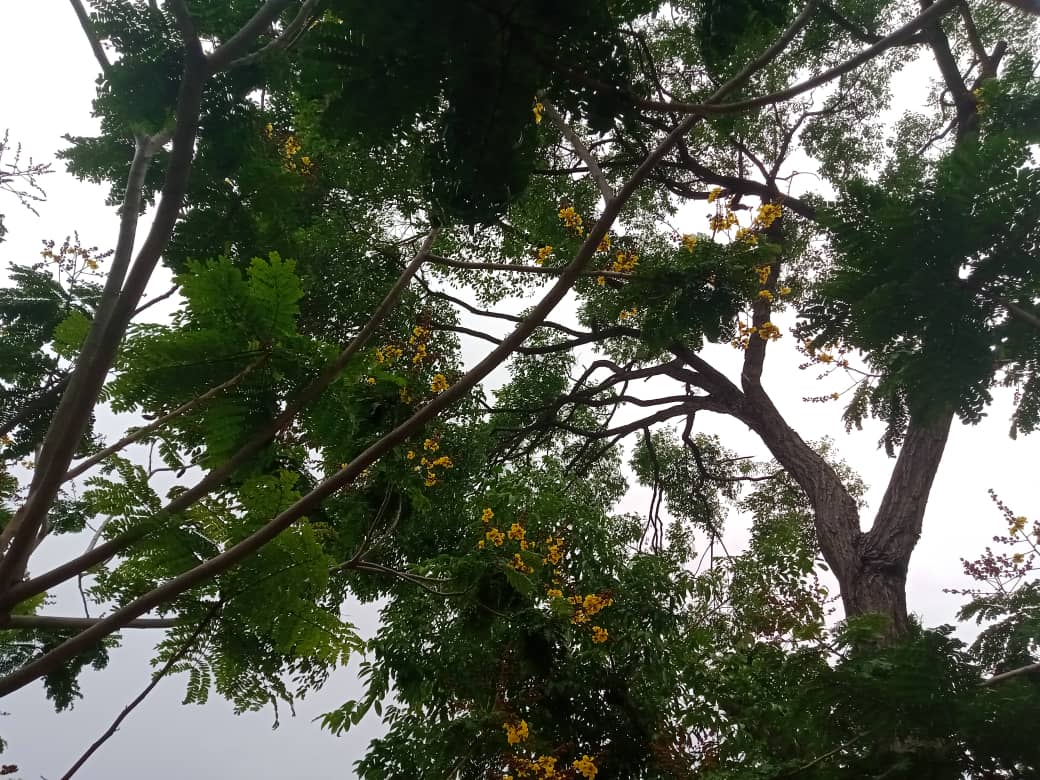 flores y más (8).jpeg