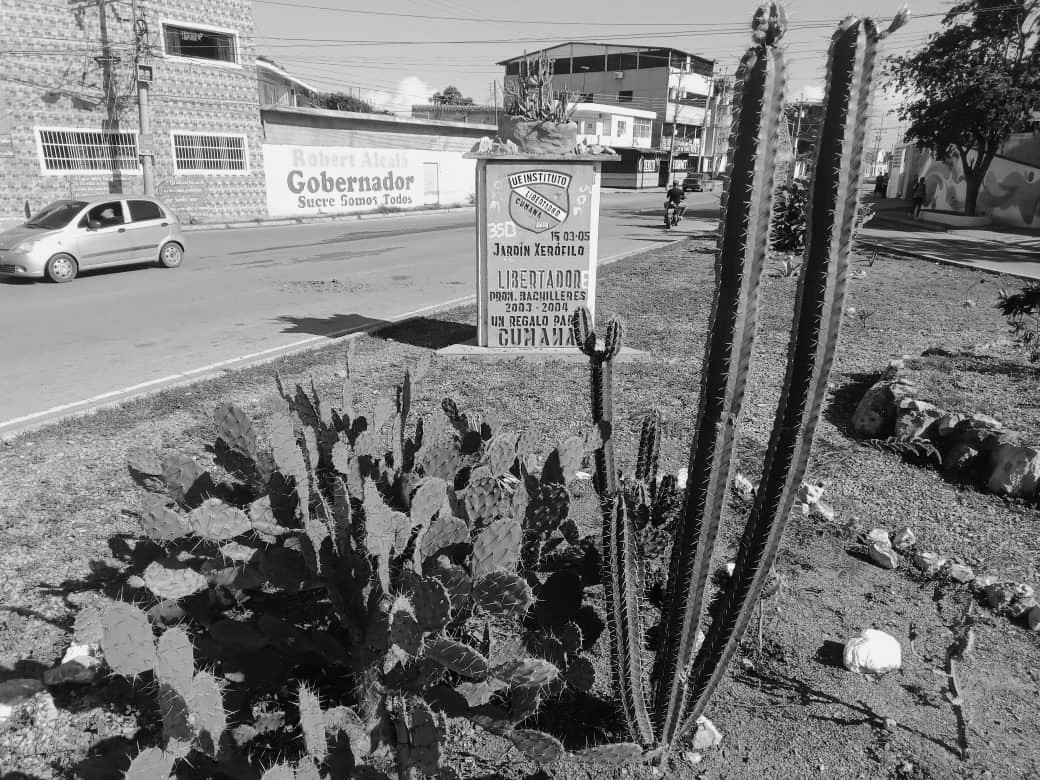cactus (3).jpeg
