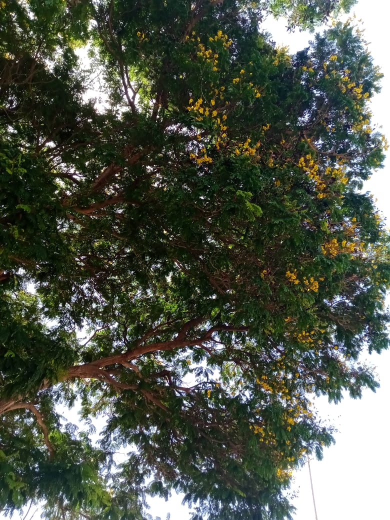 parque A (21).jpeg