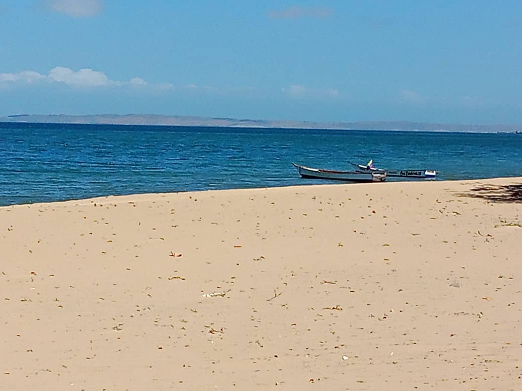 cangrejo azul (5).jpeg