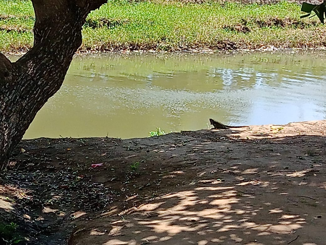 parque A (7).jpeg