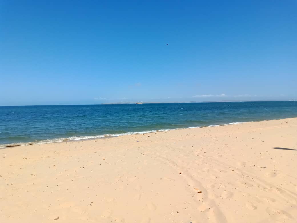 cangrejo azul (1).jpeg