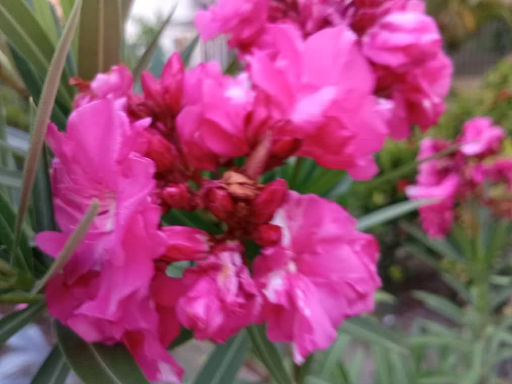 phonography (5).jpeg
