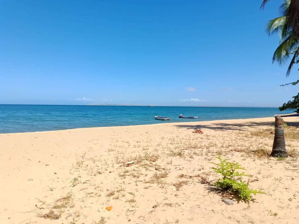cangrejo azul (4).jpeg