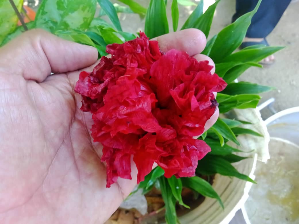 cayena doble (1).jpeg