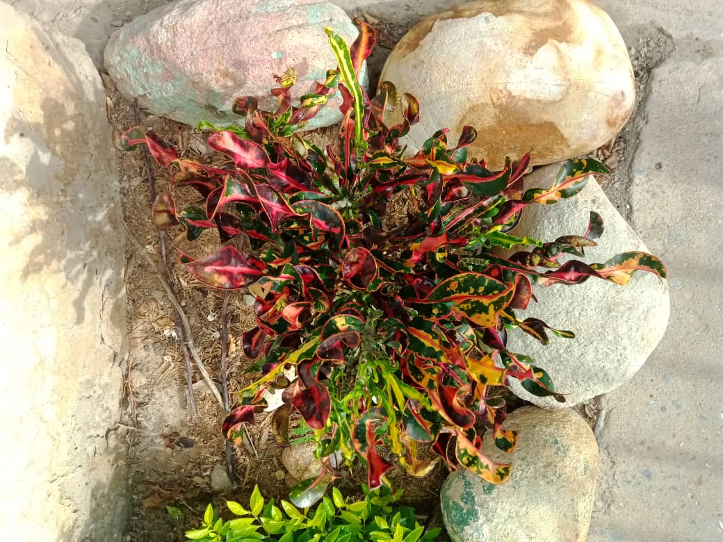 flores y más (9).jpeg