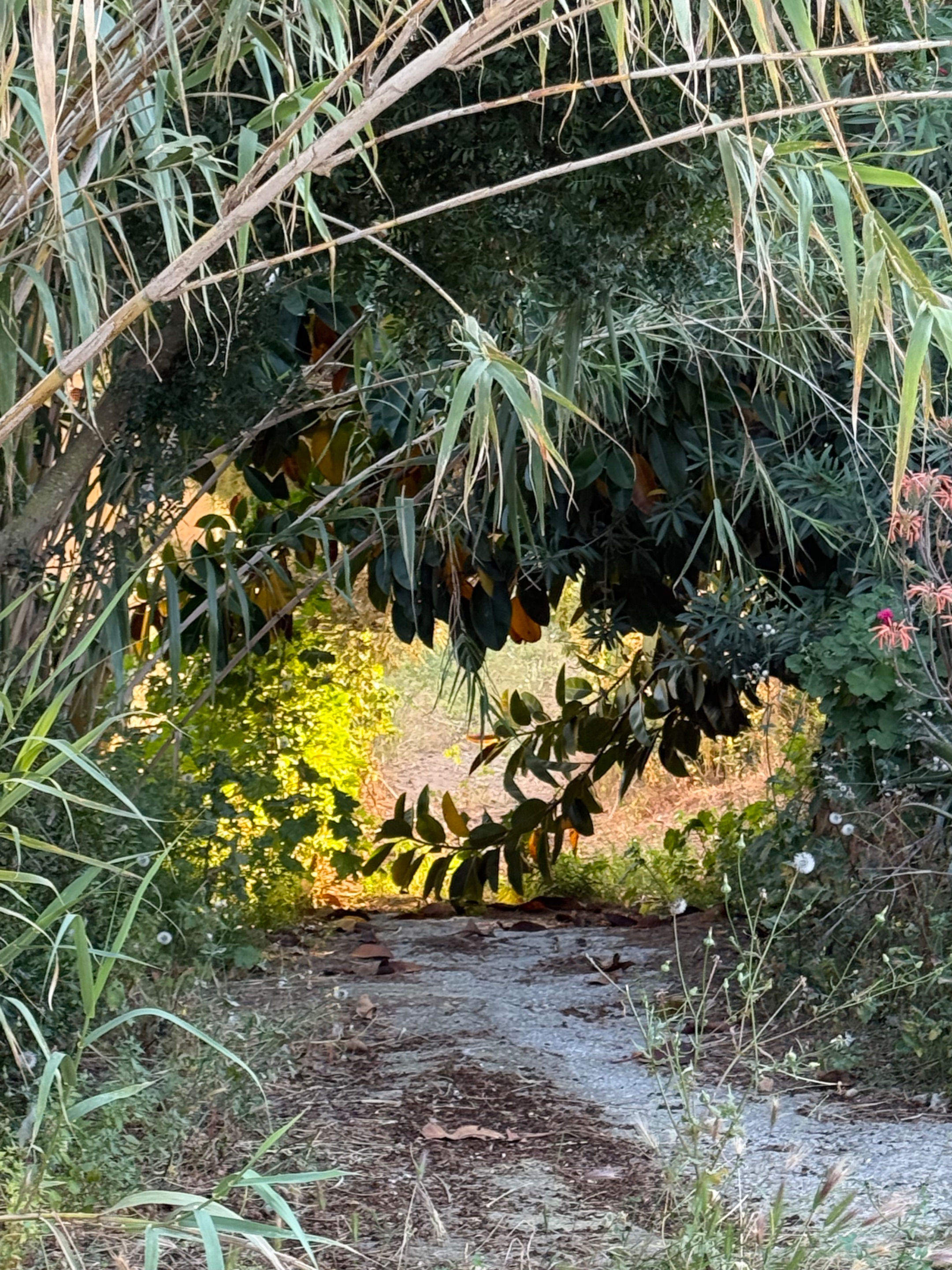 IMG_9604.jpeg