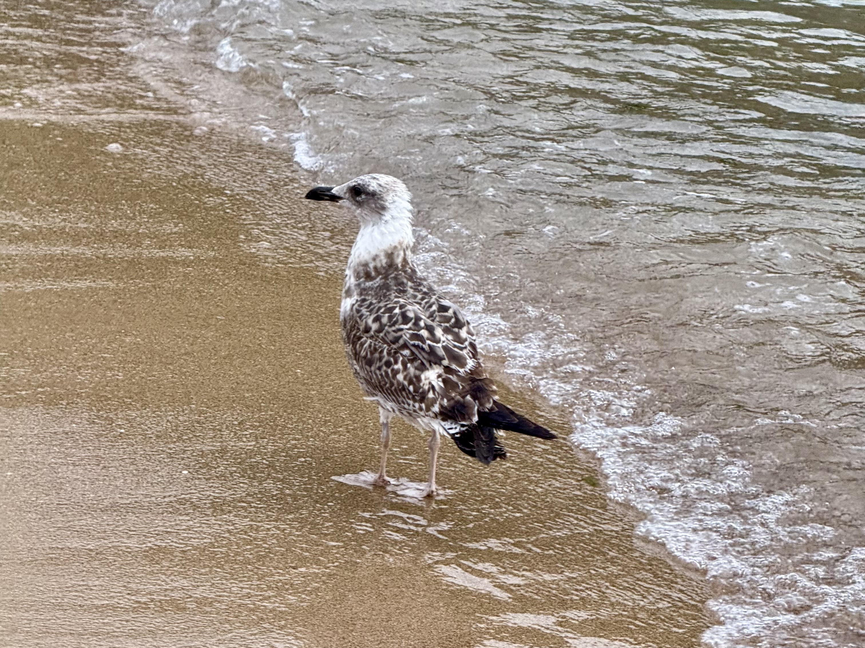 IMG_6523.jpeg