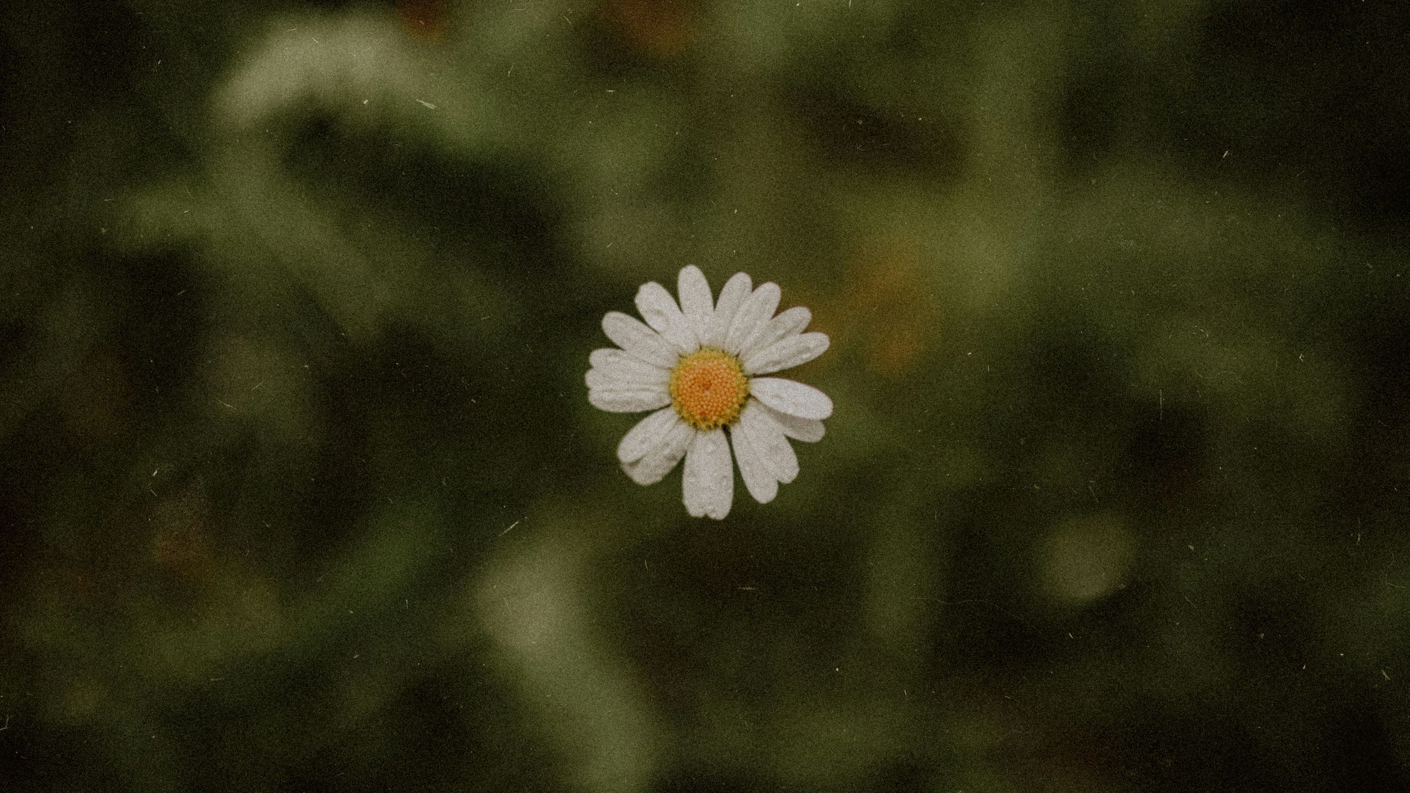 moreno-matkovic-QDH-kYTn4vA-unsplash.jpg