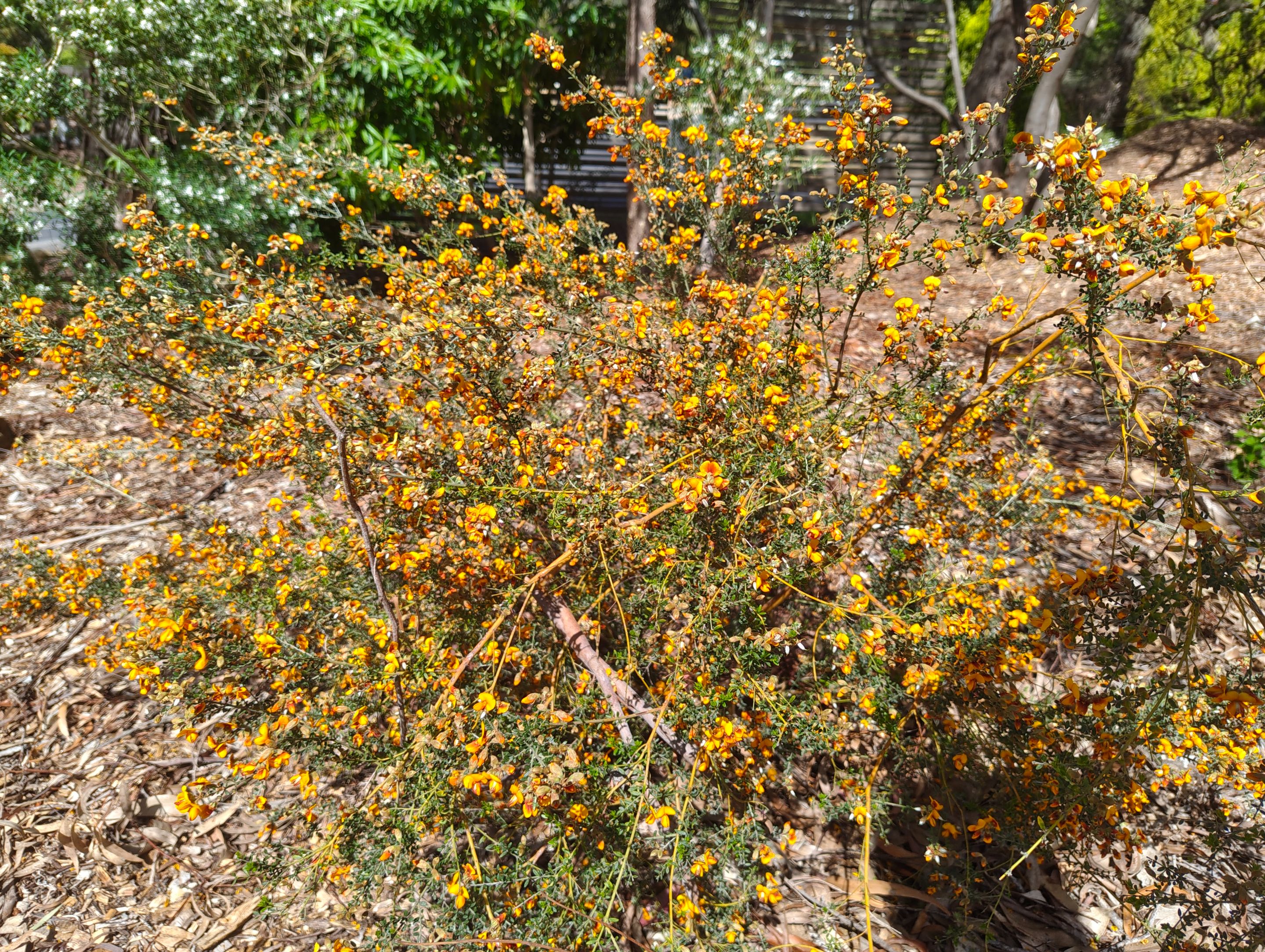 Next Batch of Bloomers!.jpg