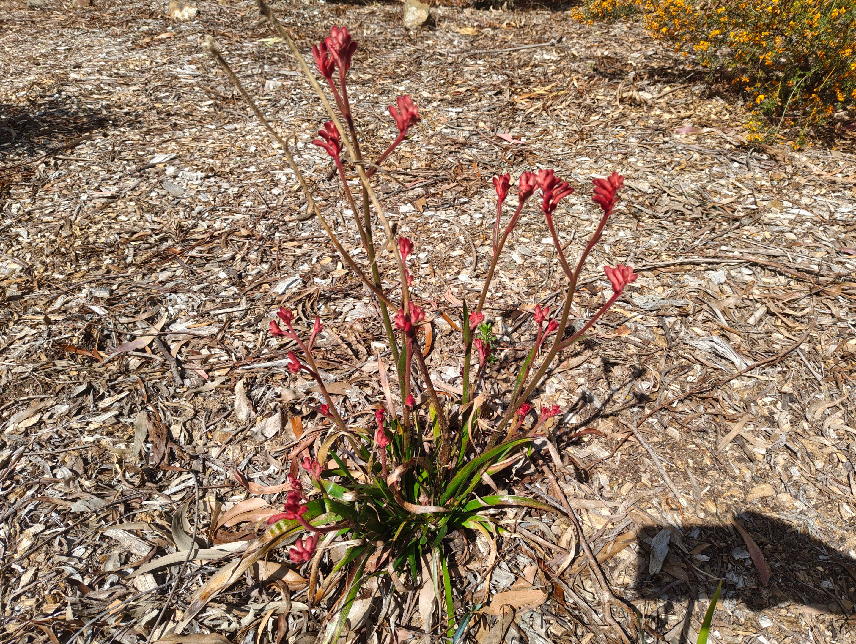 Next Batch of Bloomers!.jpg