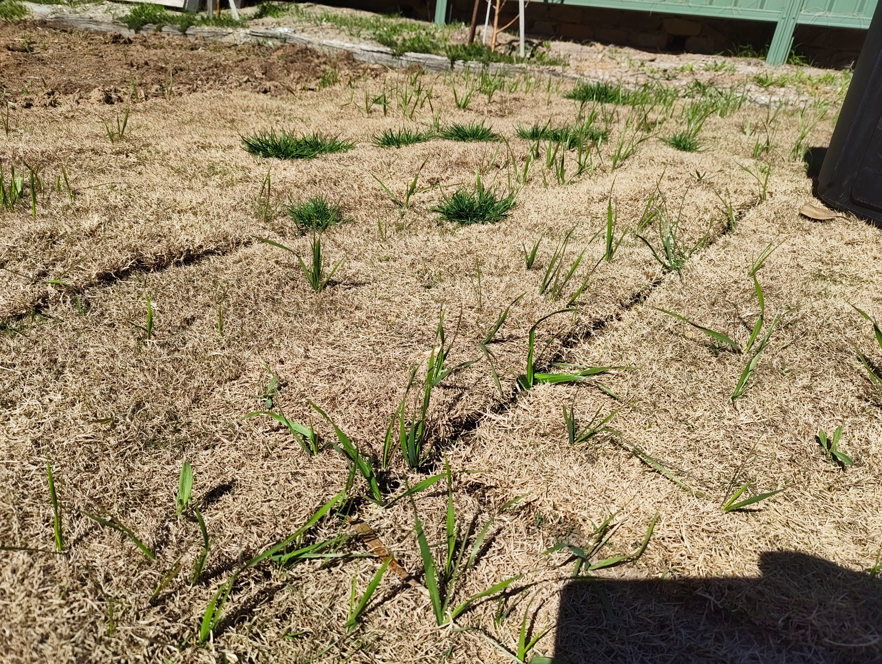 Little Garden Snapshots.jpg
