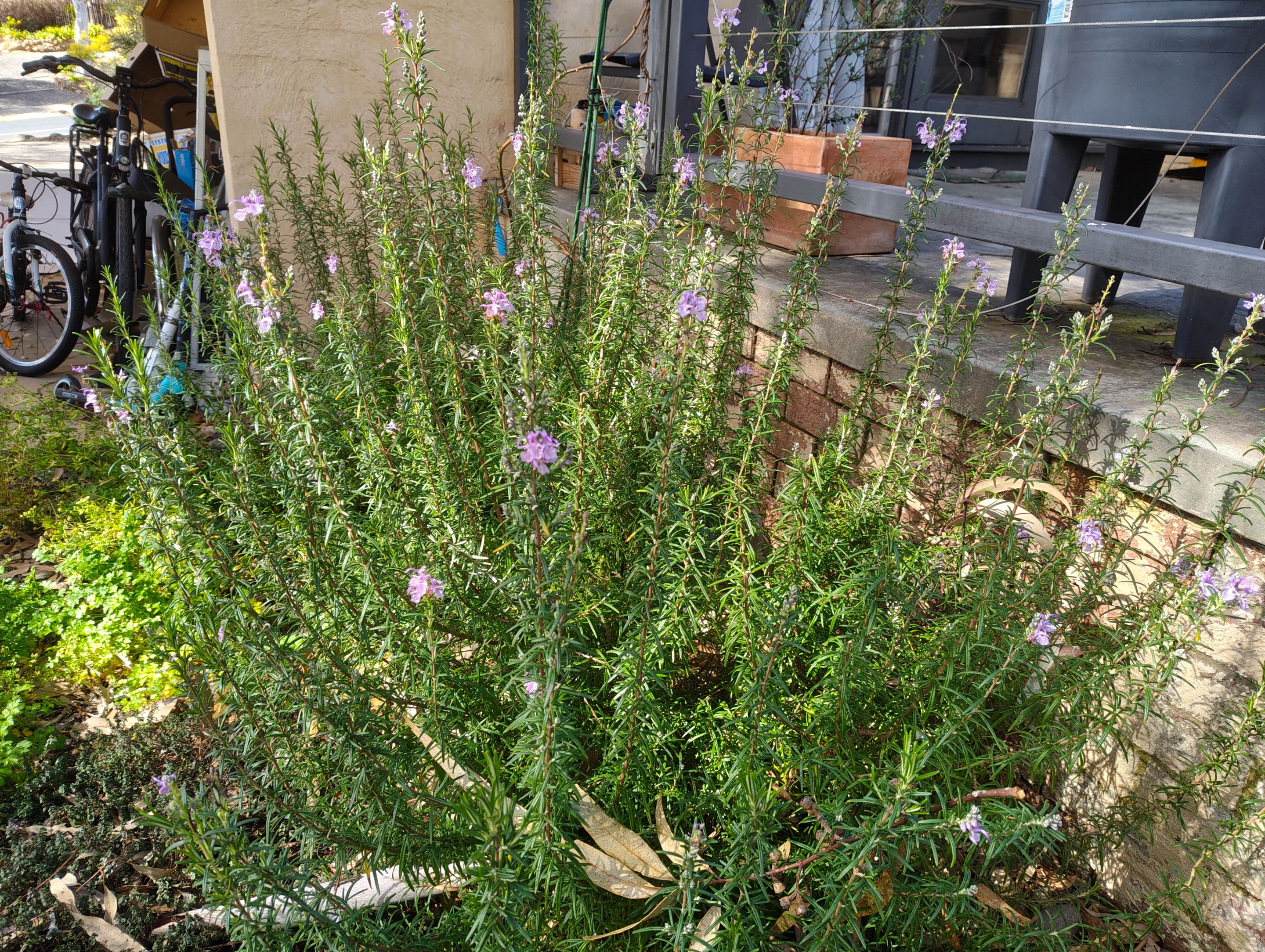 Little Garden Snapshots.jpg