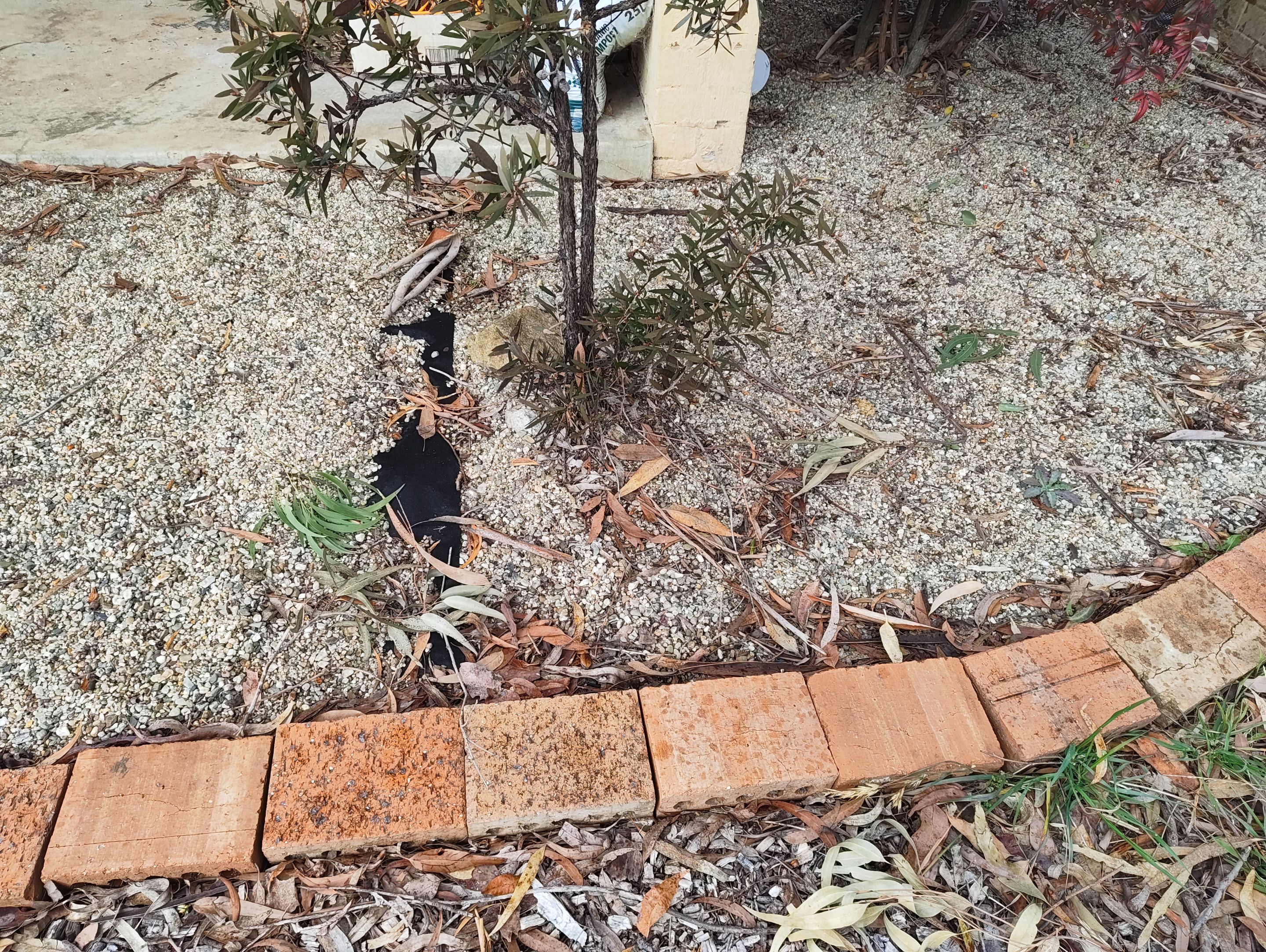 More Clearing and a New Lawn Patch.jpg