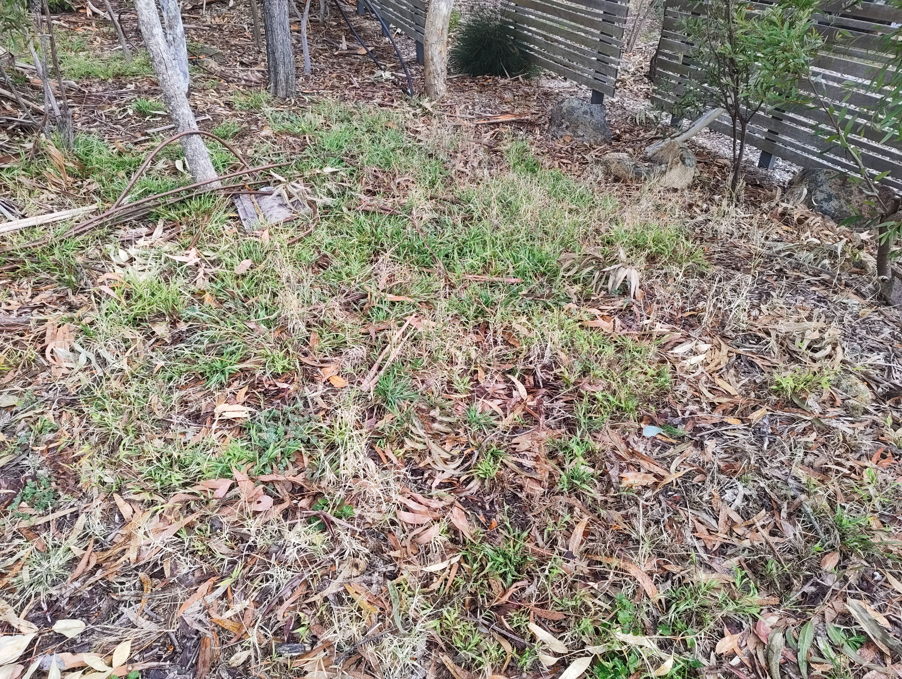 More Clearing and a New Lawn Patch.jpg