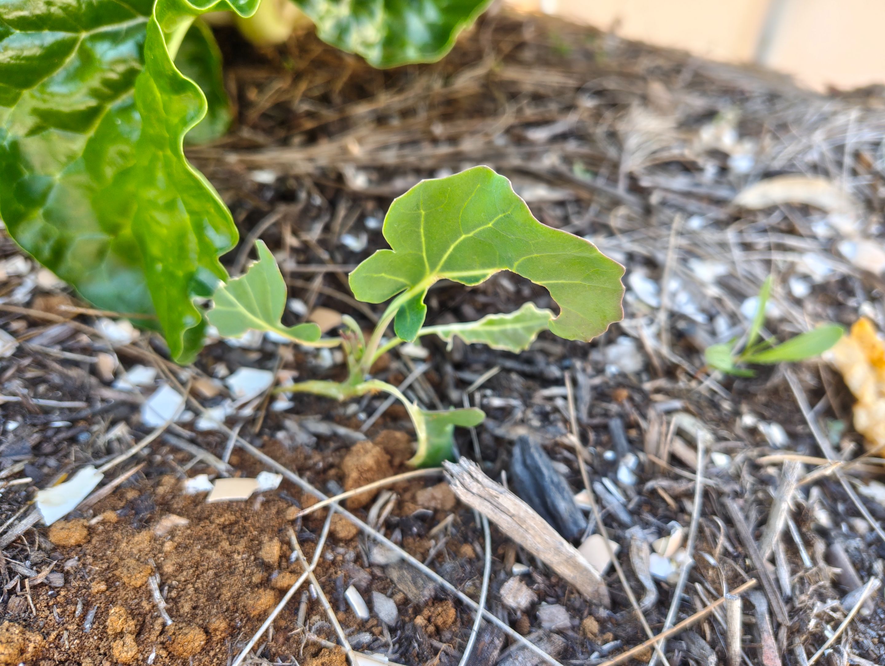 Mystery Food Crops... .jpg