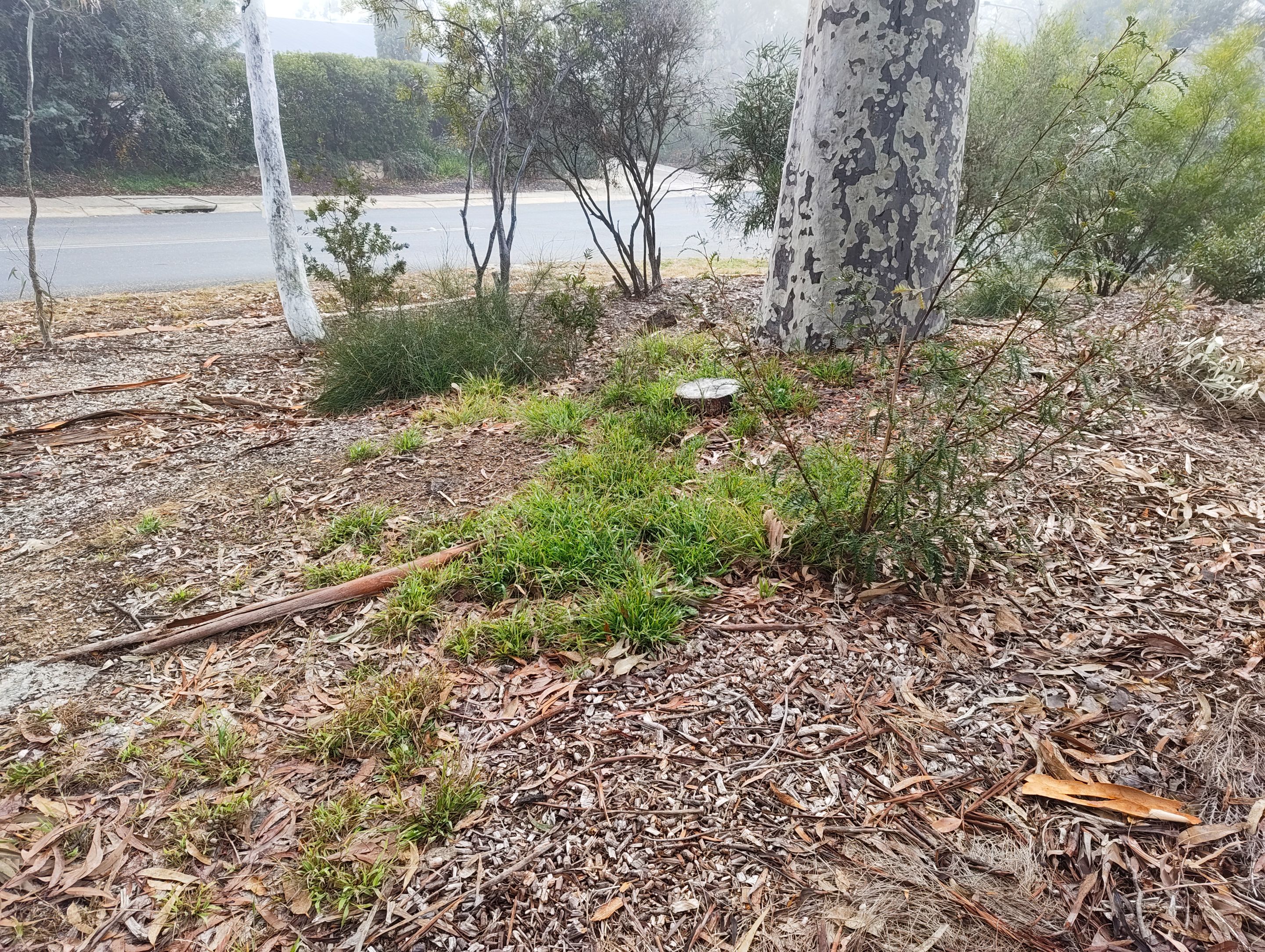 More Clearing and a New Lawn Patch.jpg