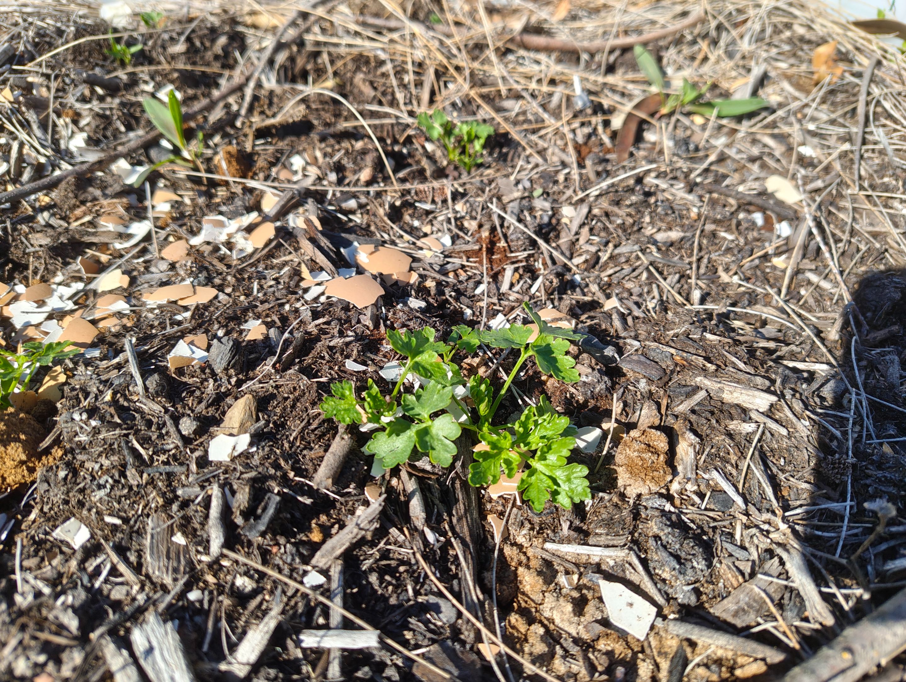 Mystery Food Crops... .jpg