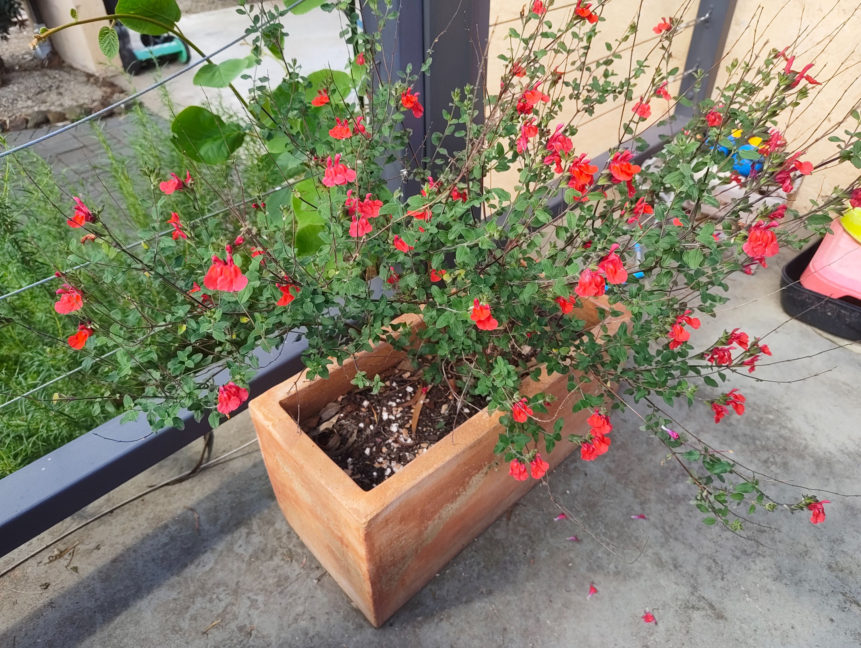 Next Batch of Bloomers!.jpg