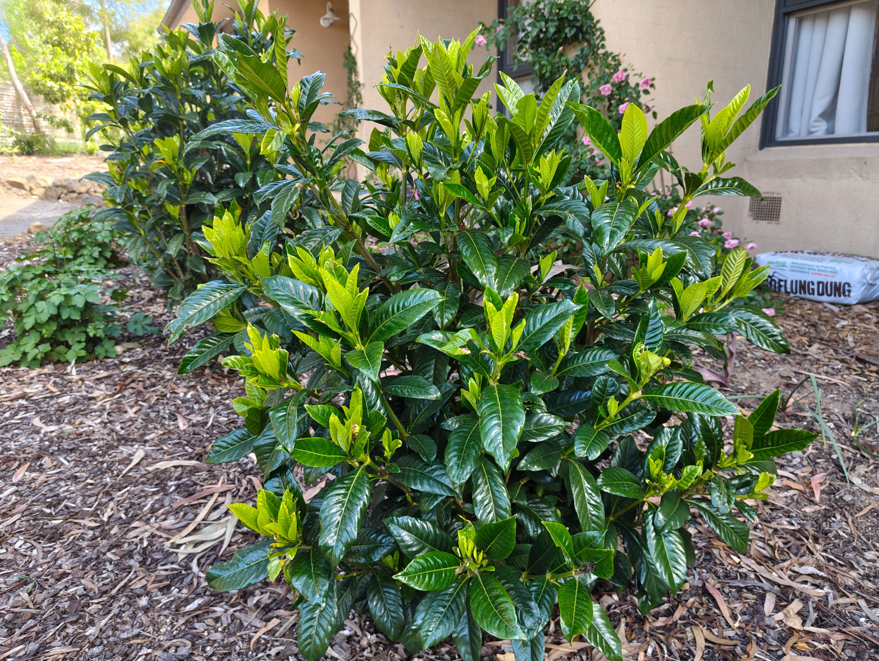 Next Batch of Bloomers!.jpg