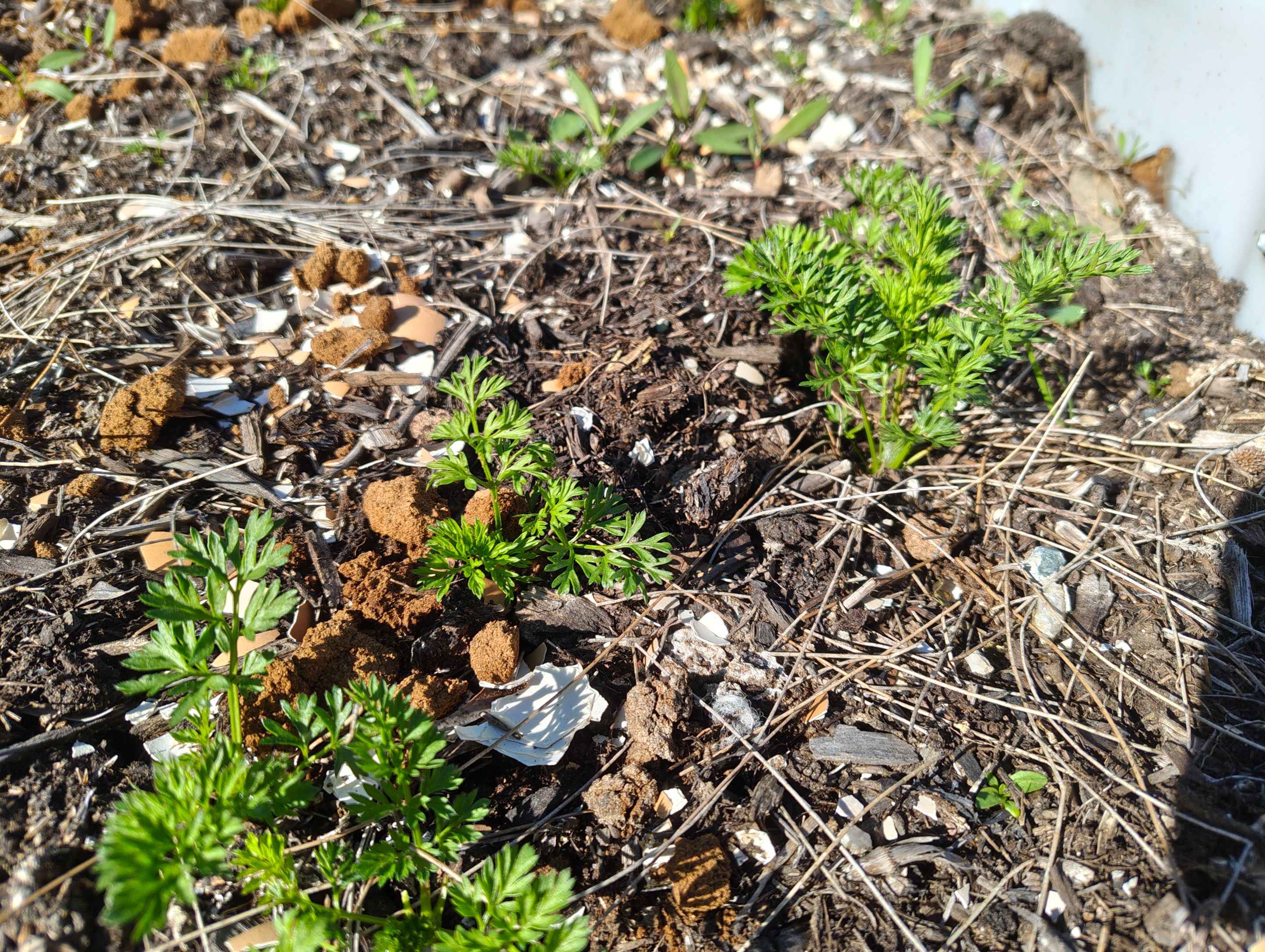 Mystery Food Crops... .jpg