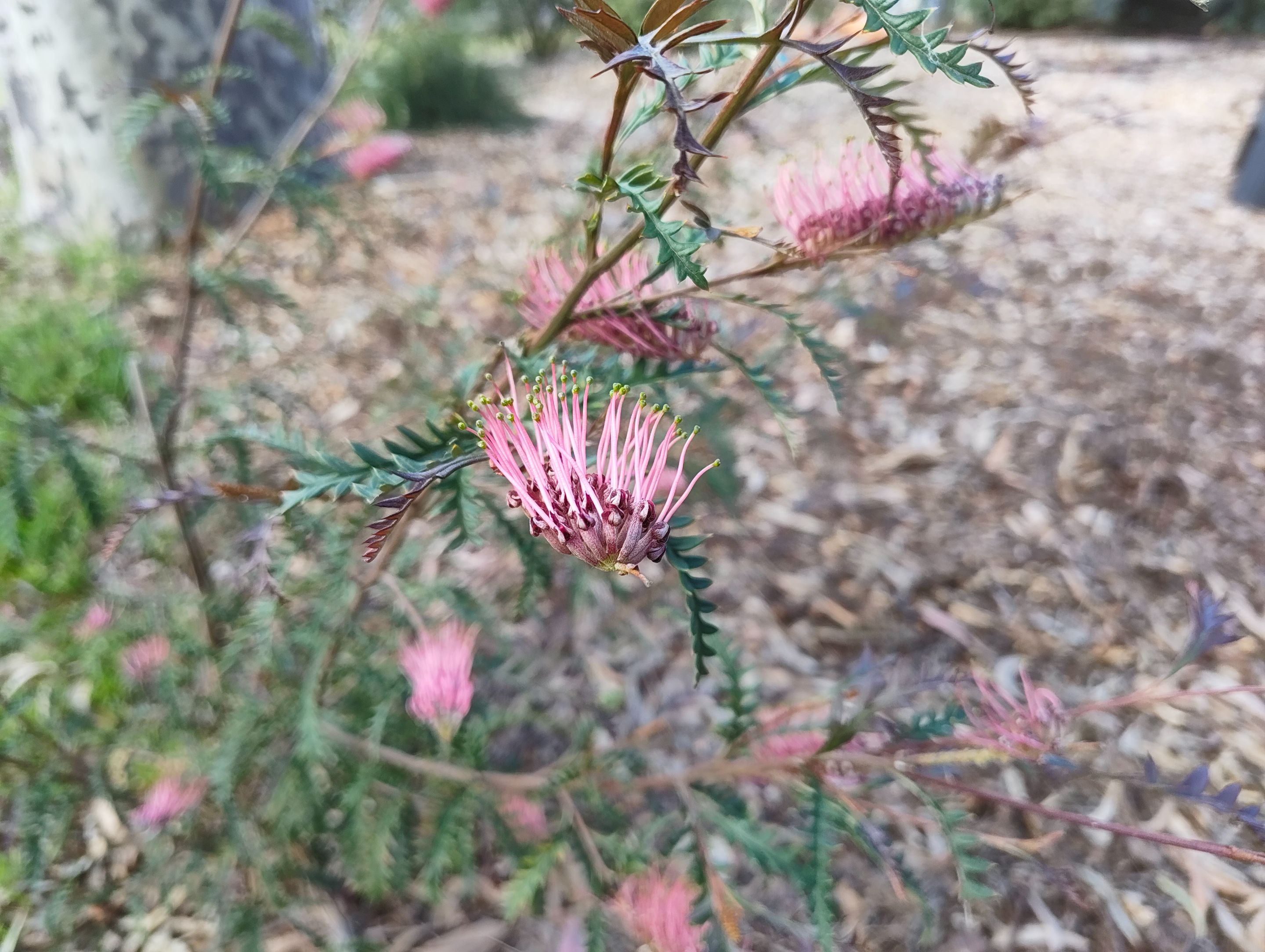 Next Batch of Bloomers!.jpg
