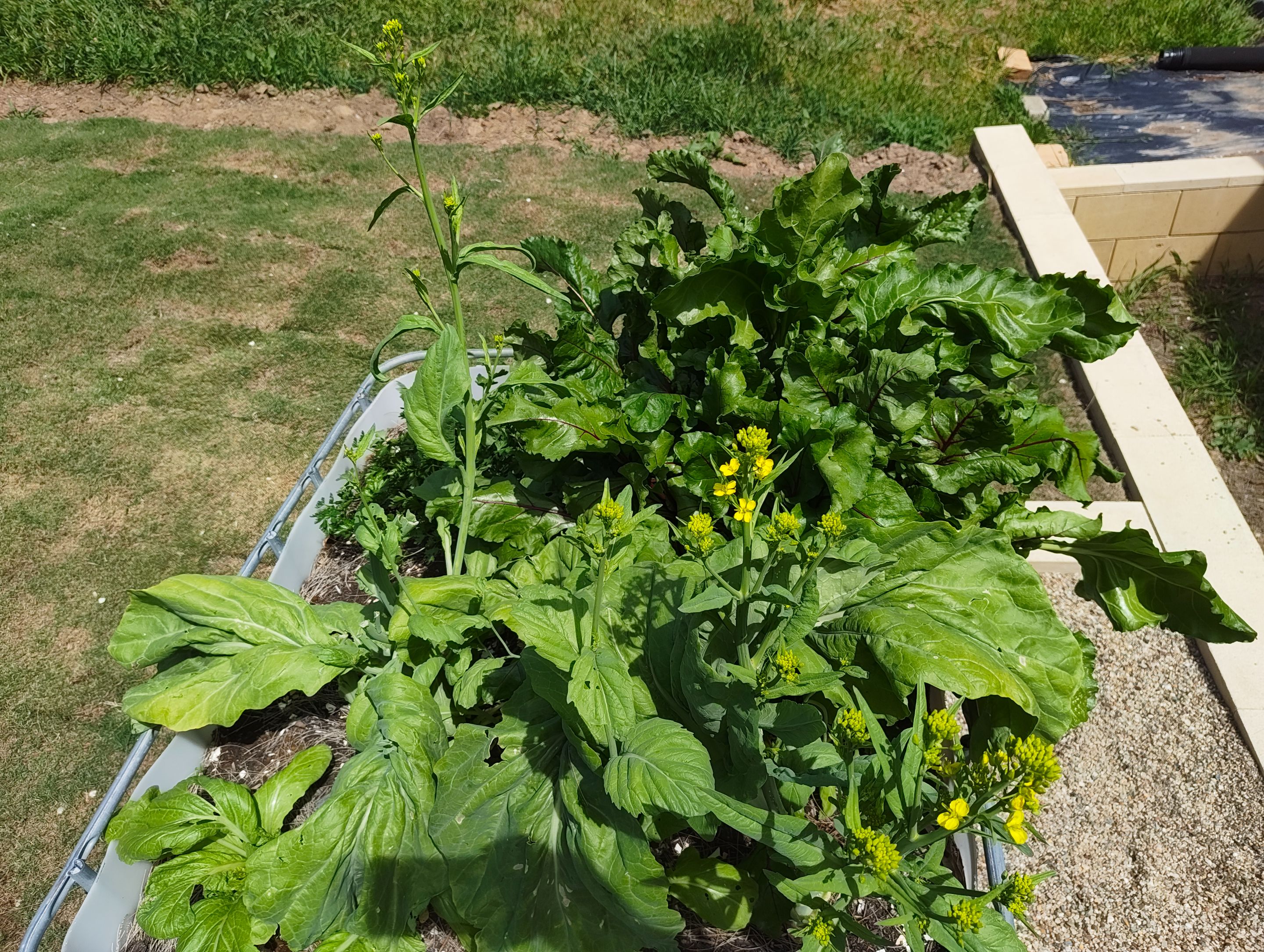 Two weeks of runaway growth!.jpg