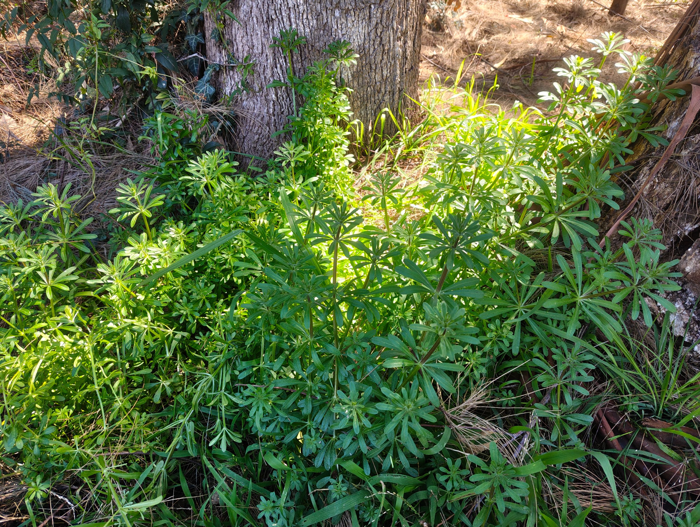 Stickyweed and Hay Fever.jpg