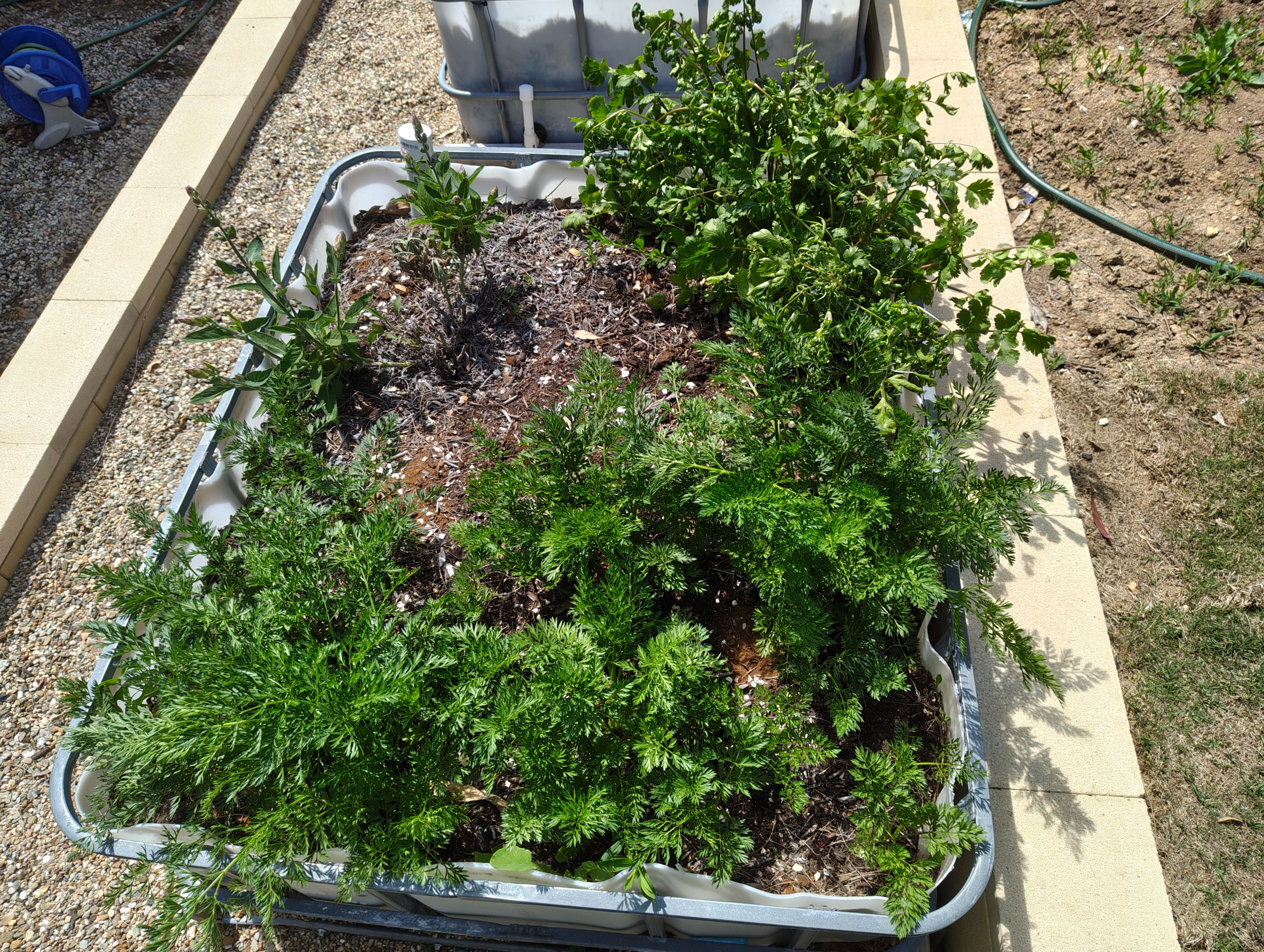 Two weeks of runaway growth!.jpg