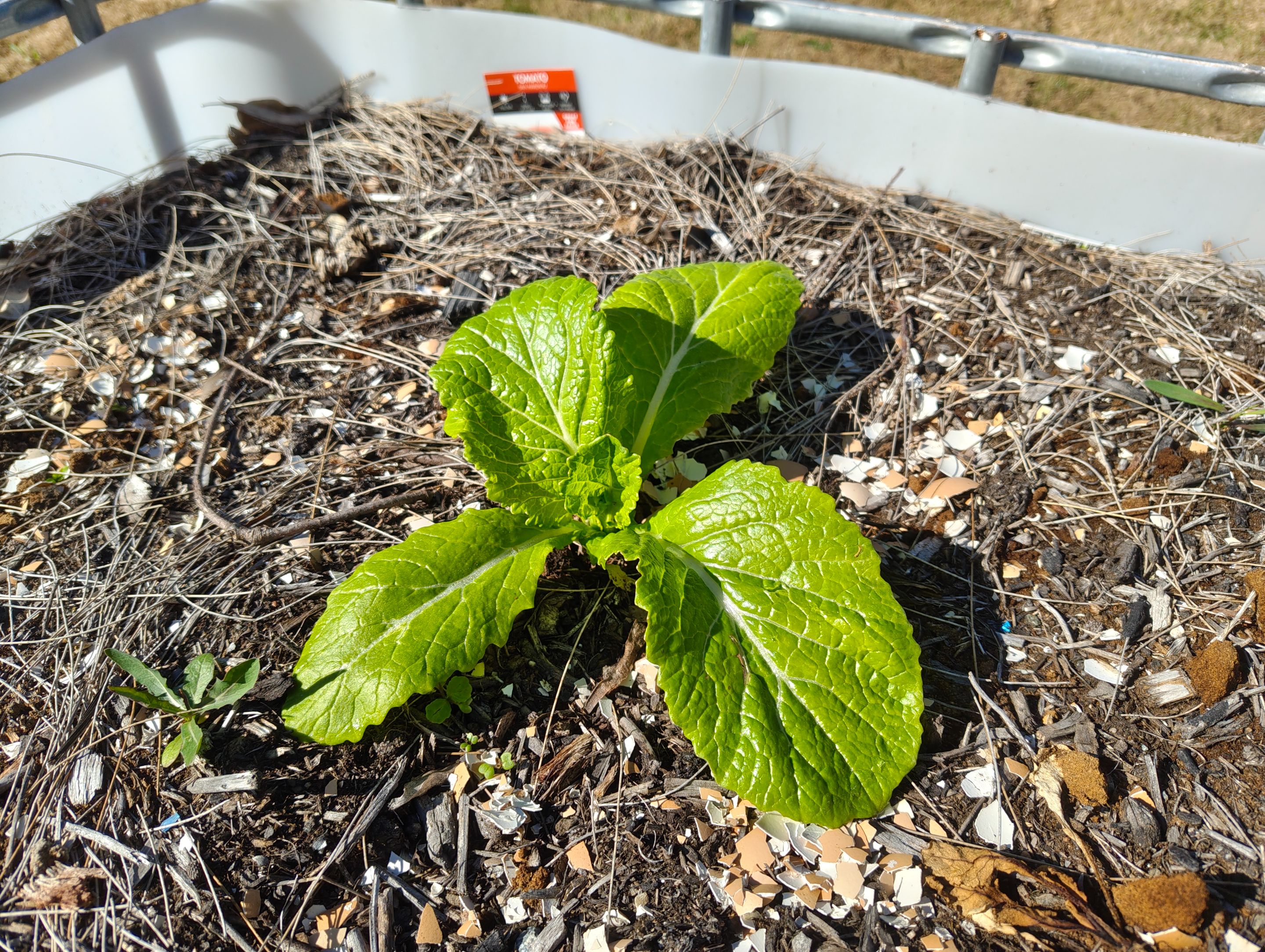 Mystery Food Crops... .jpg
