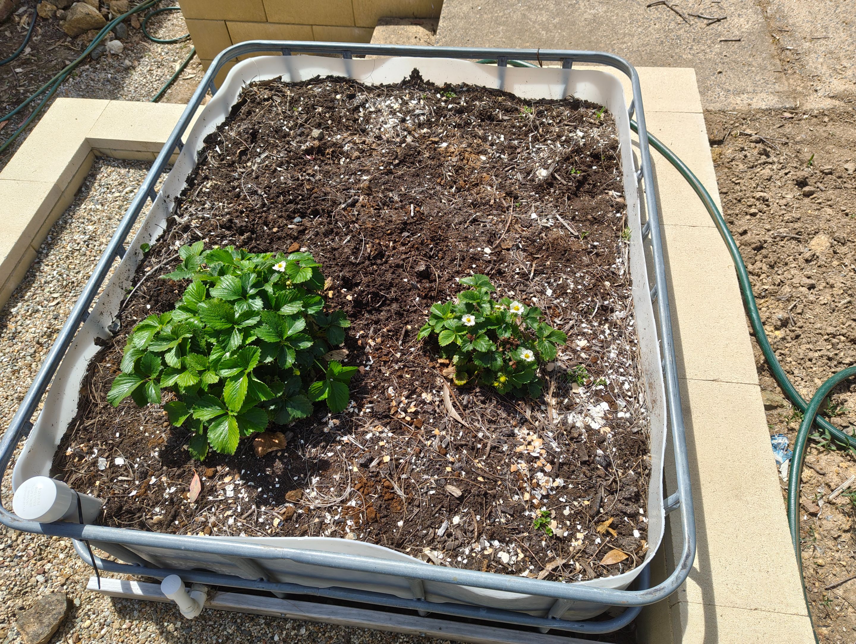 Two weeks of runaway growth!.jpg