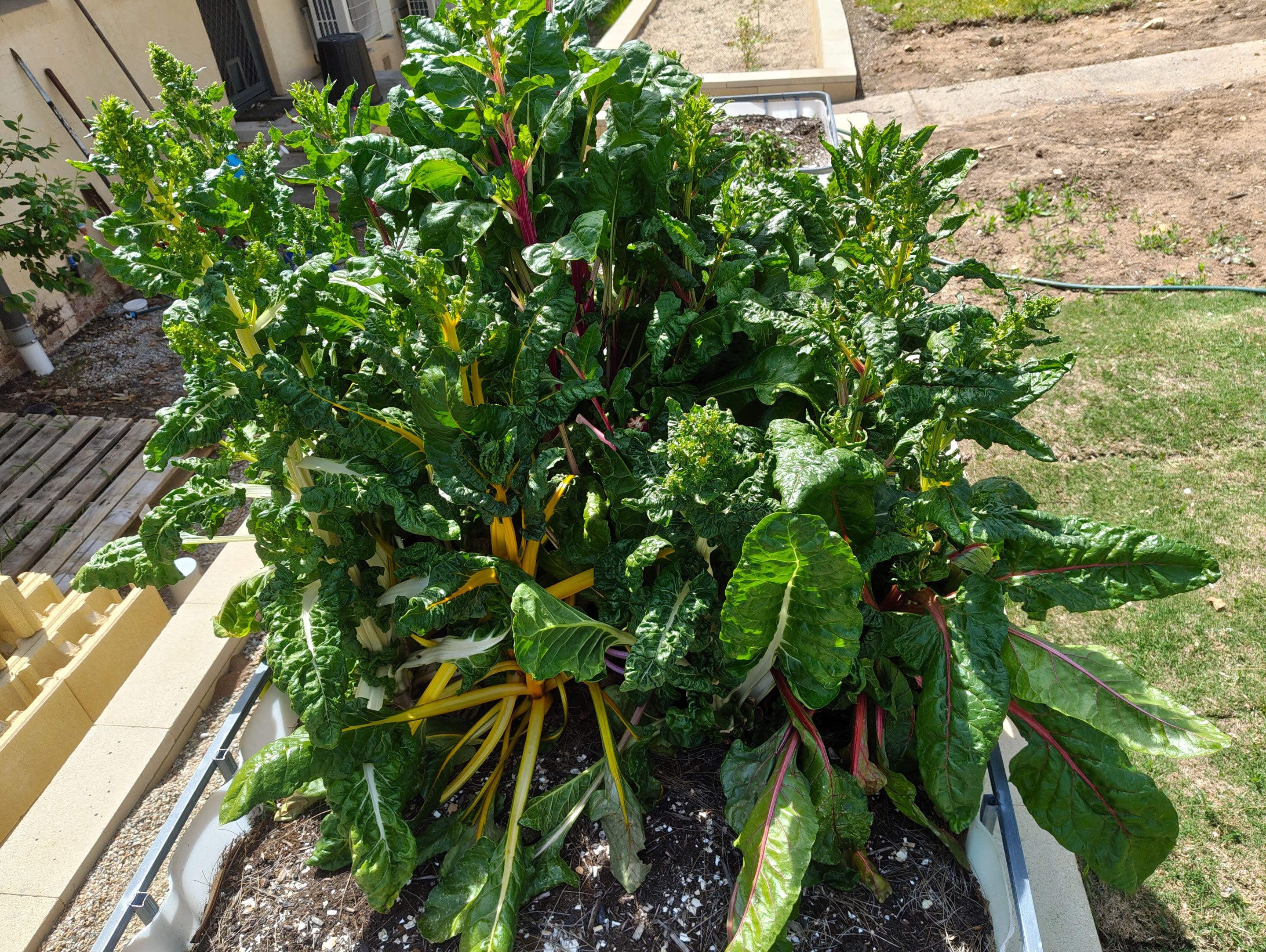 Two weeks of runaway growth!.jpg