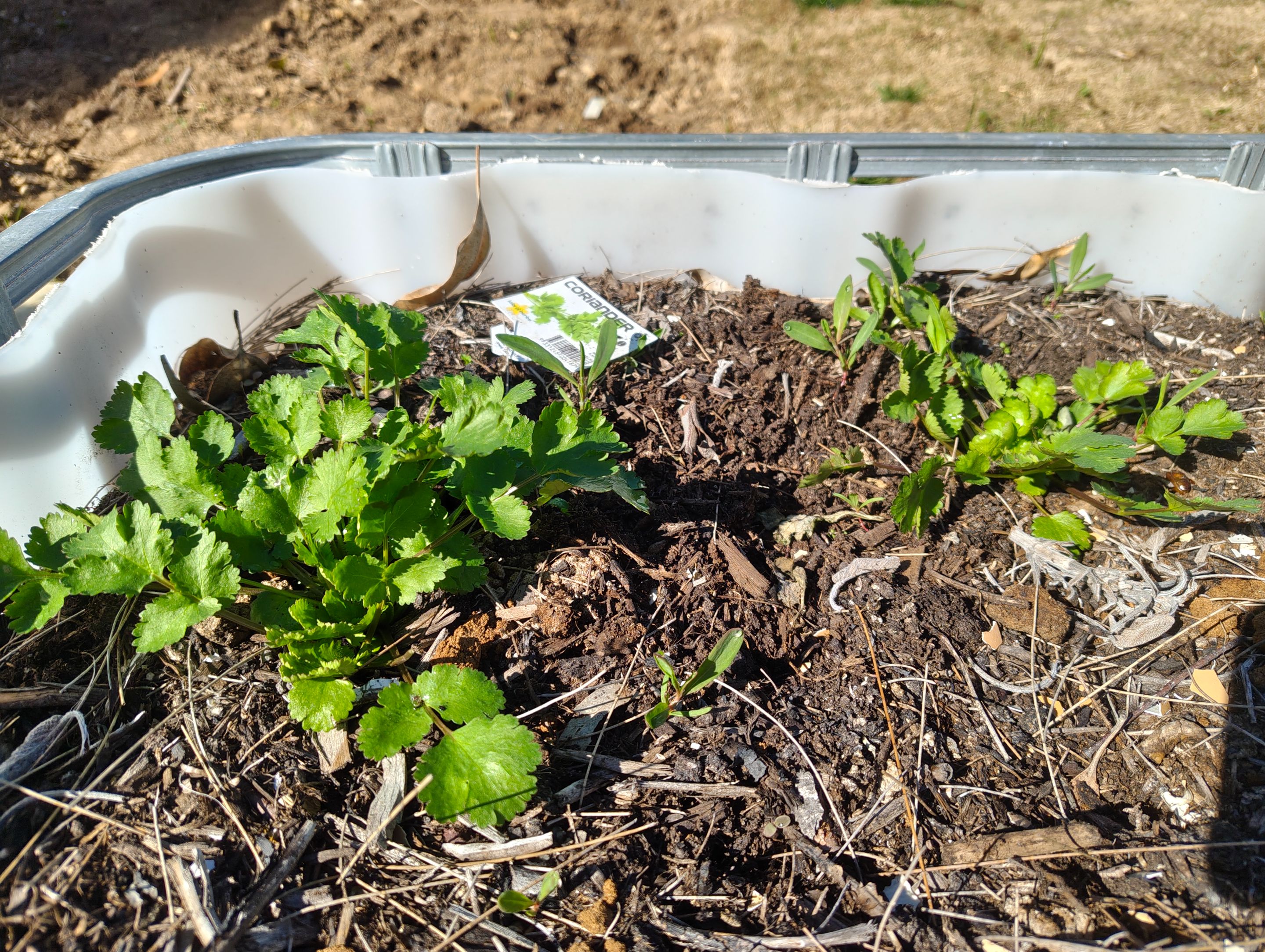 Mystery Food Crops... .jpg
