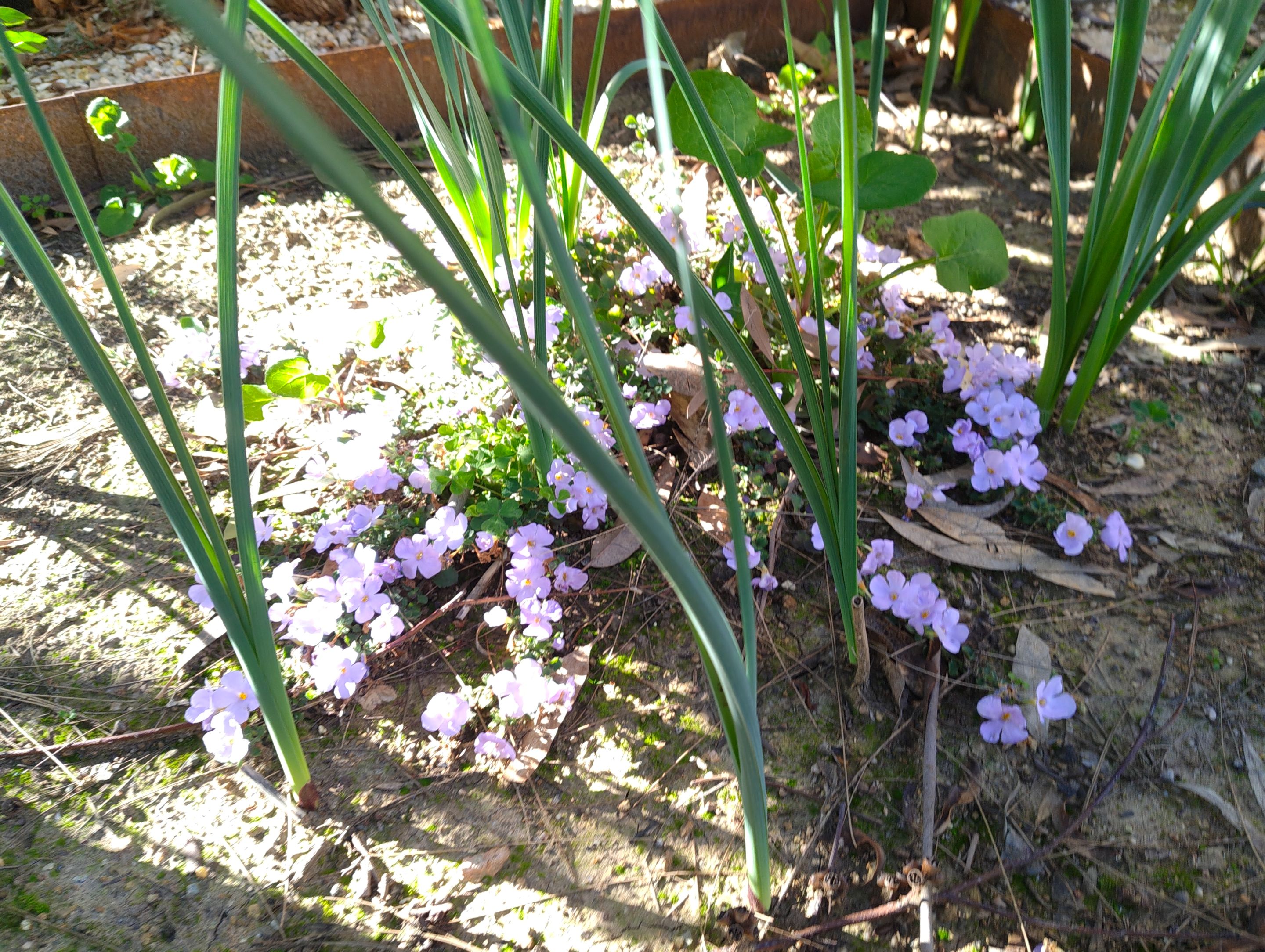 Little Garden Snapshots.jpg