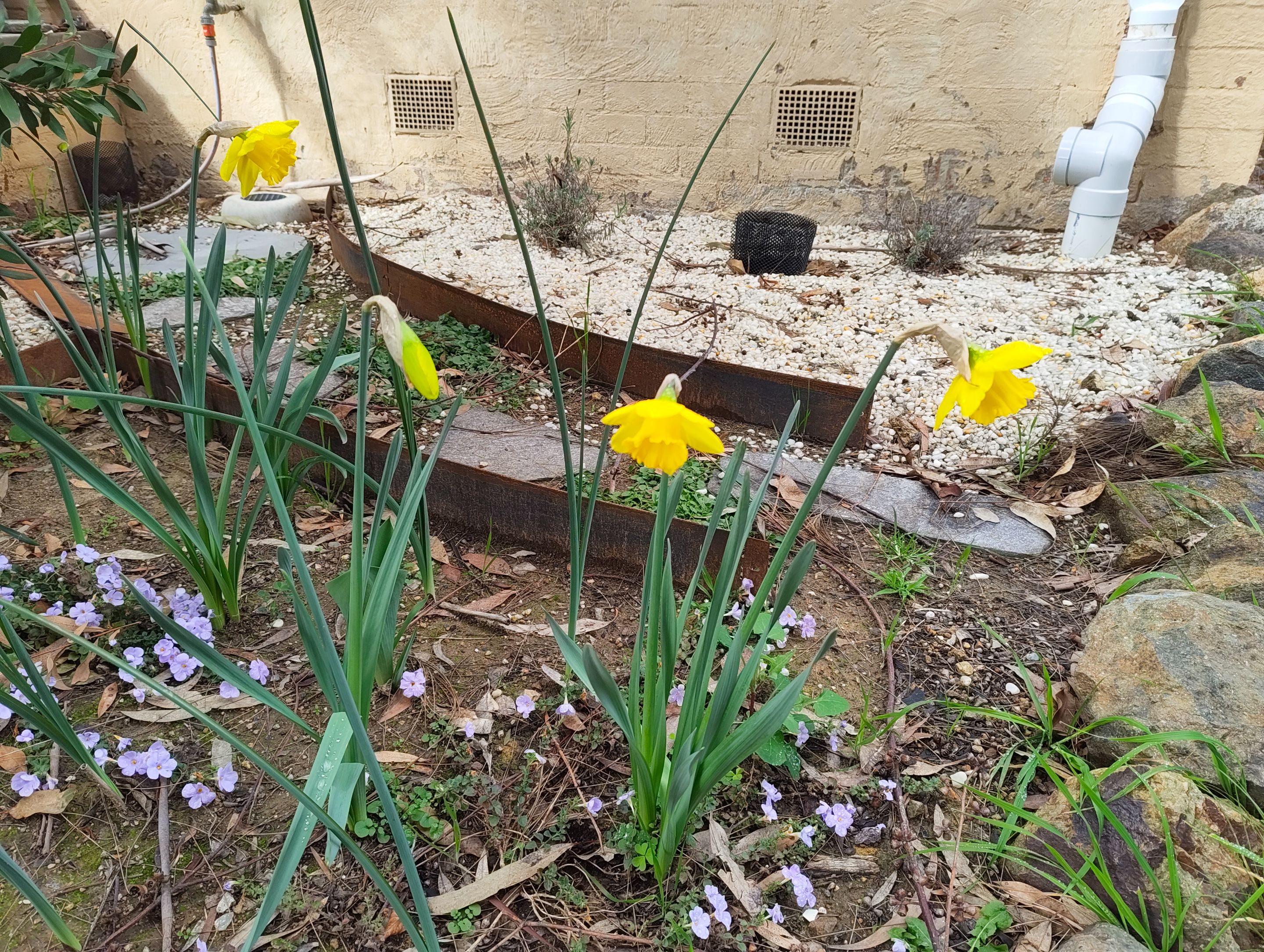 Little Garden Snapshots.jpg