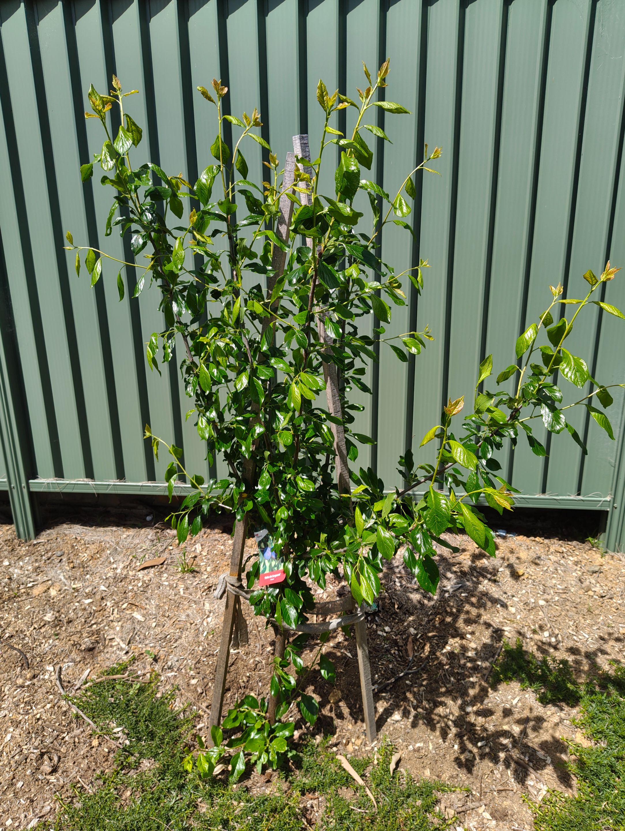 Two weeks of runaway growth!.jpg