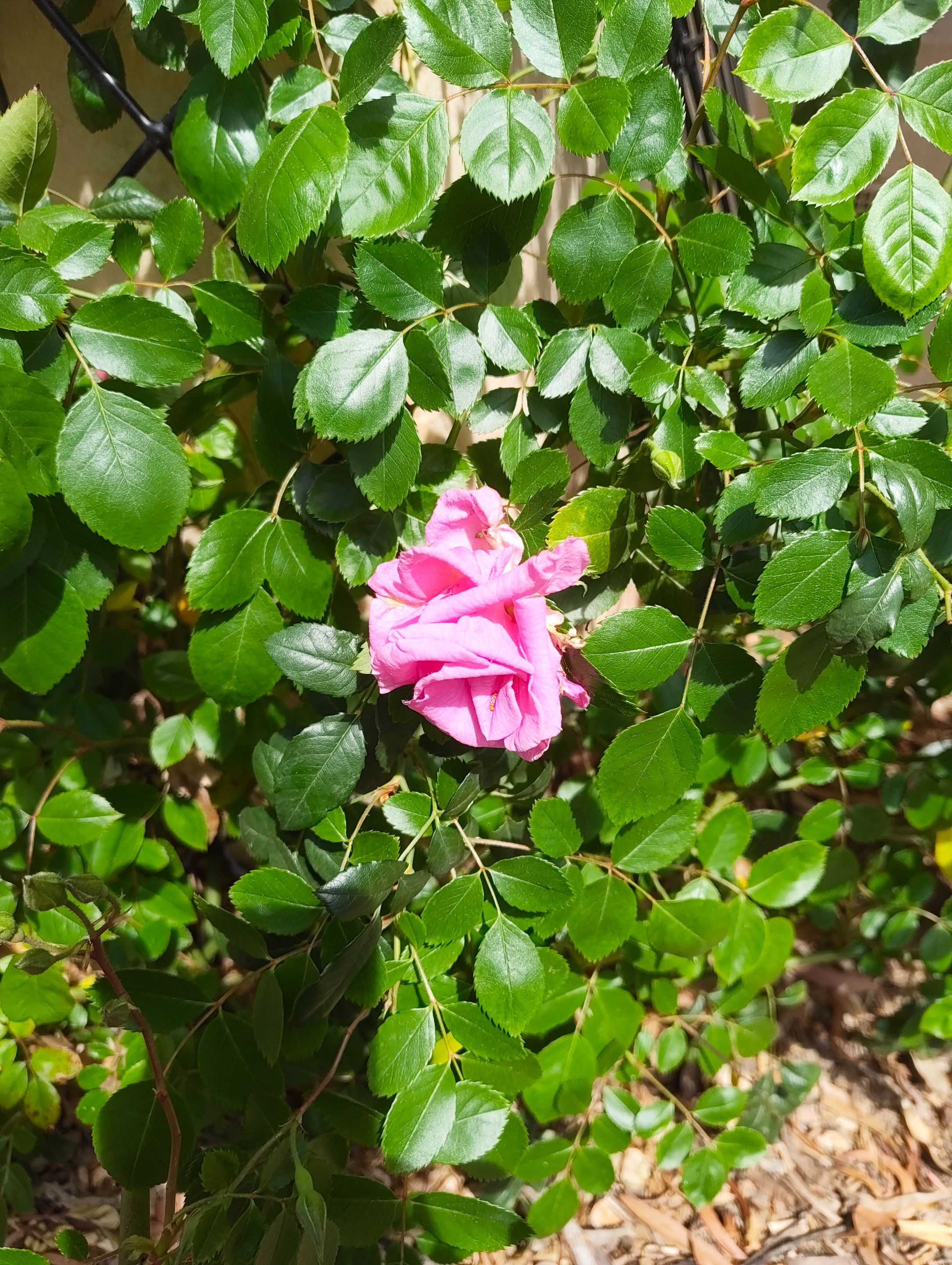 Two weeks of runaway growth!.jpg