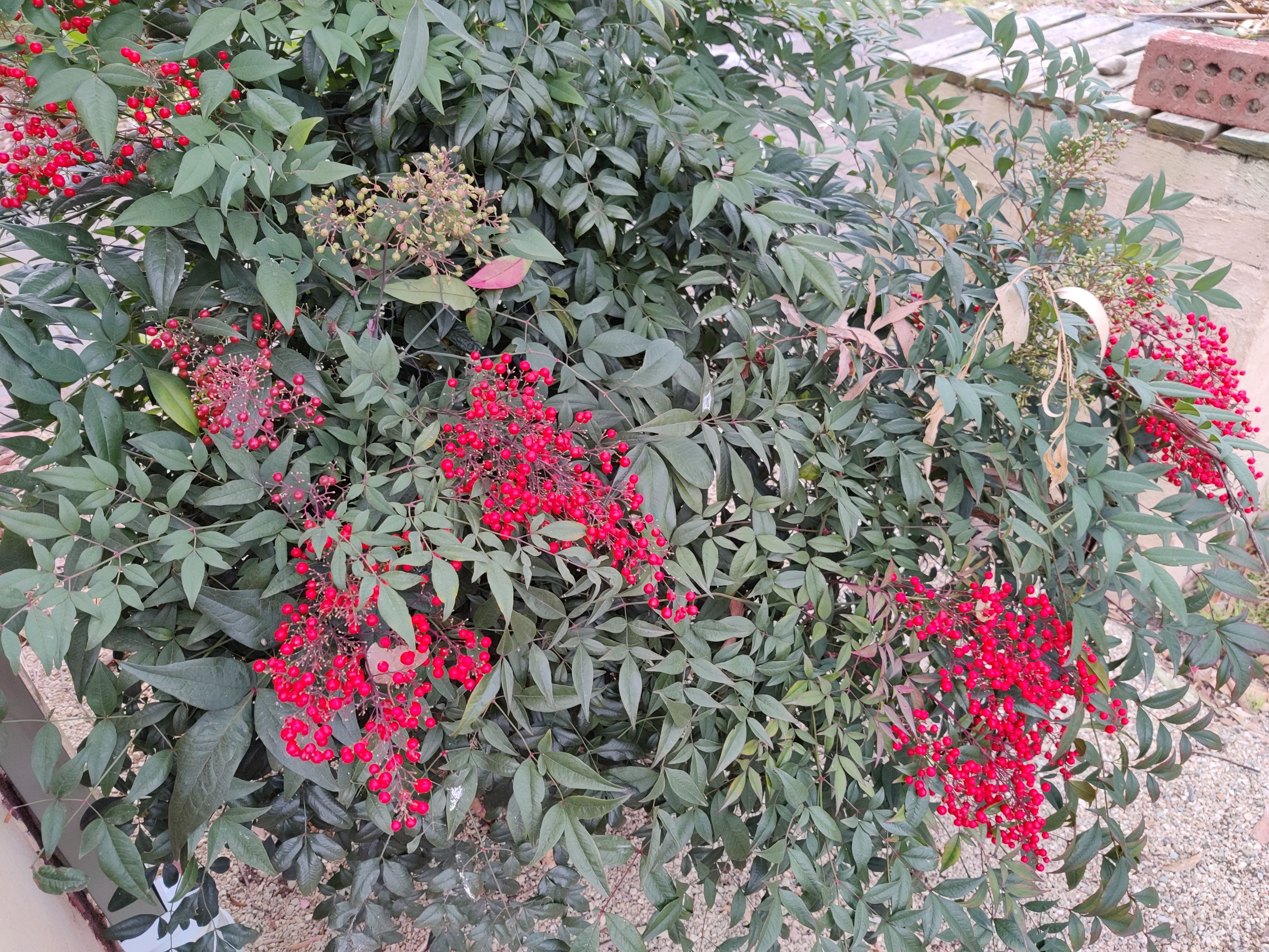 Revisiting the Garden.jpg