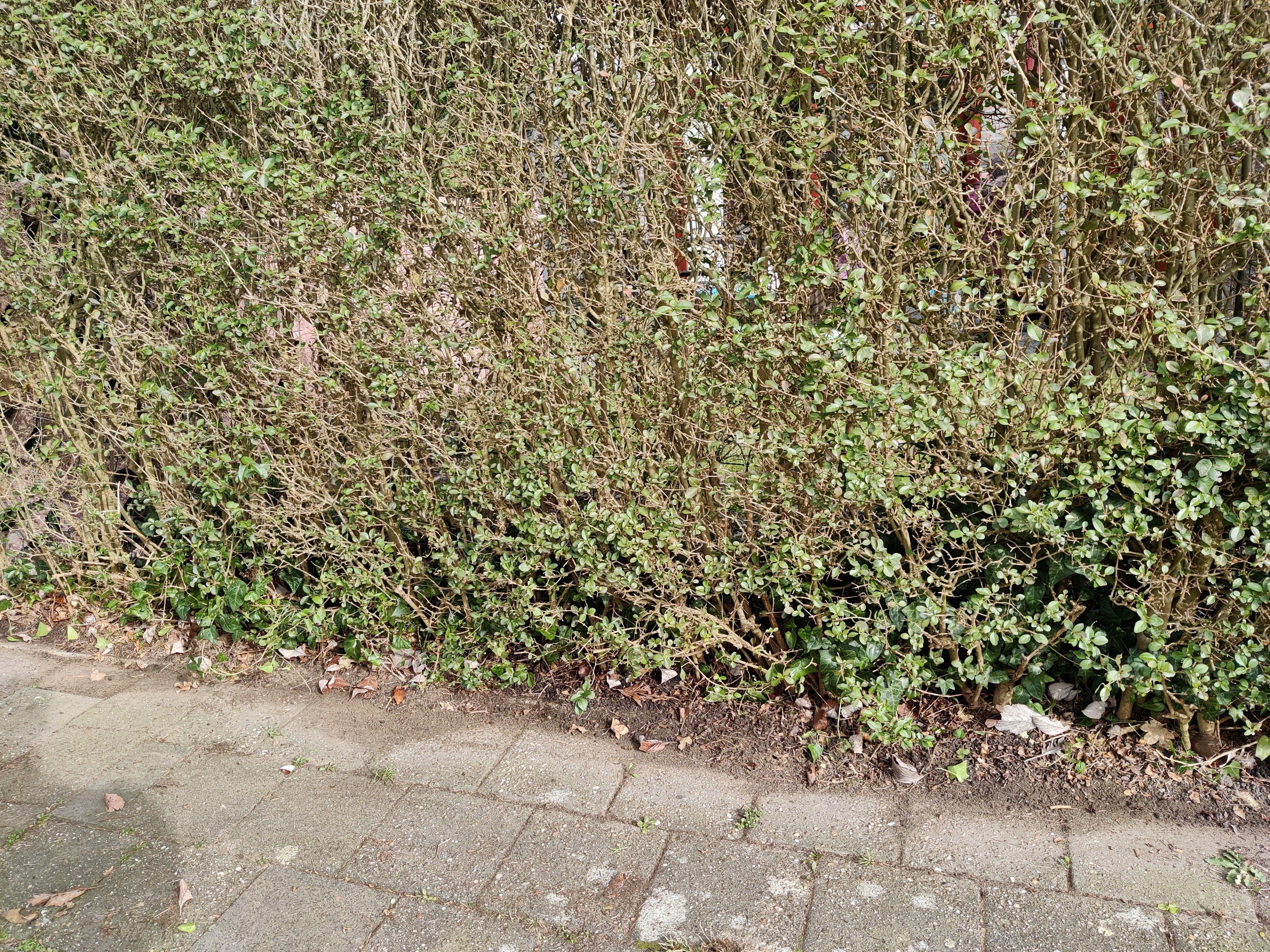 IMG_20210222_121655.jpg