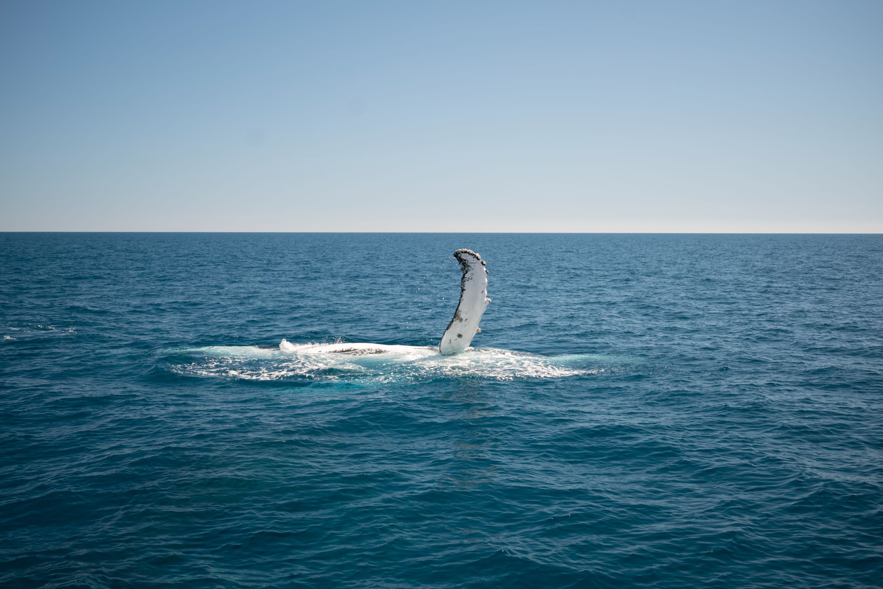 whales-favourite-herveyBay-3.jpg