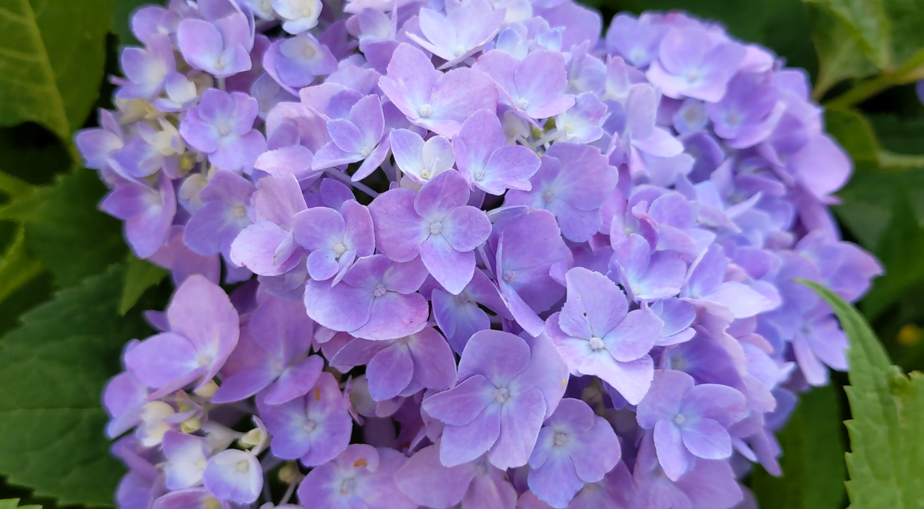 hydrangea picture.PNG