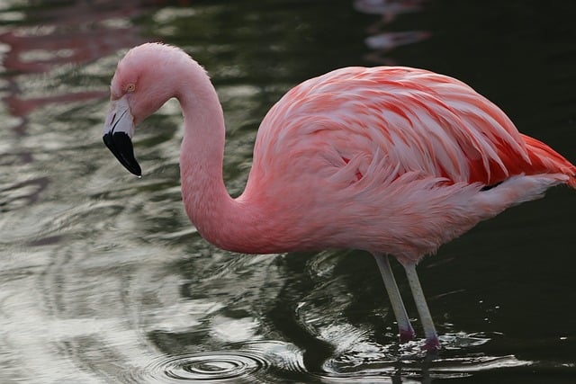 flamingo-9813948_640.jpg