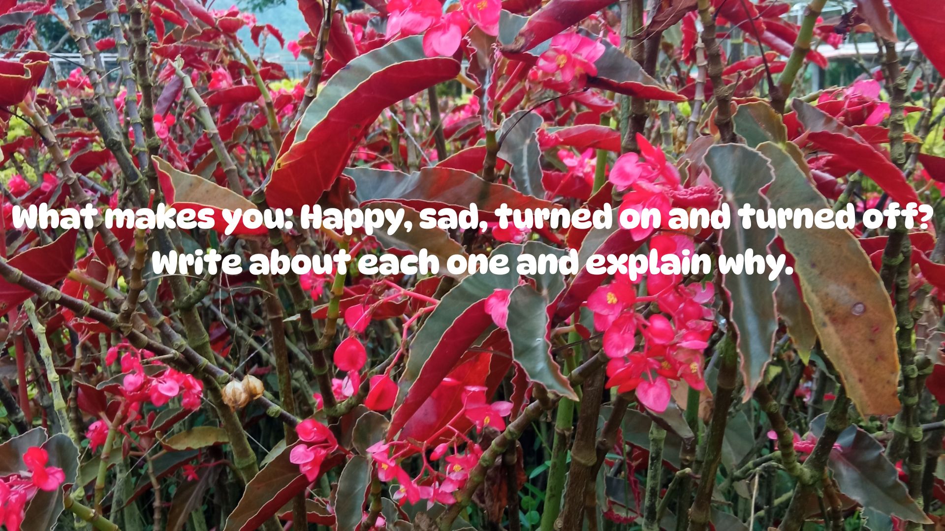 happy_cover.jpg