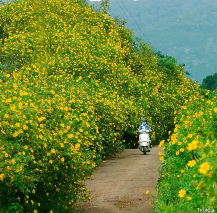 wild-sunflower-on-the-hill.jpg